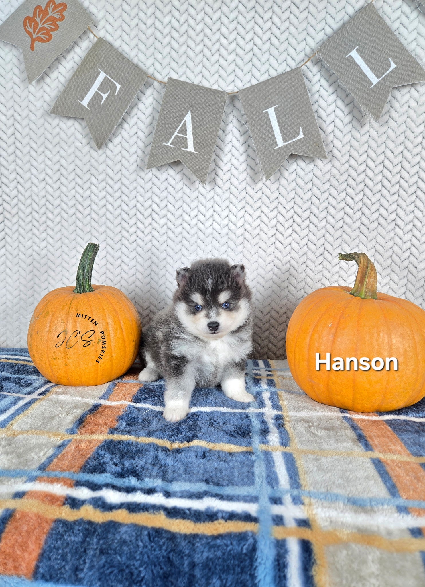 Hansen (MALE) RARE BLUE Micro