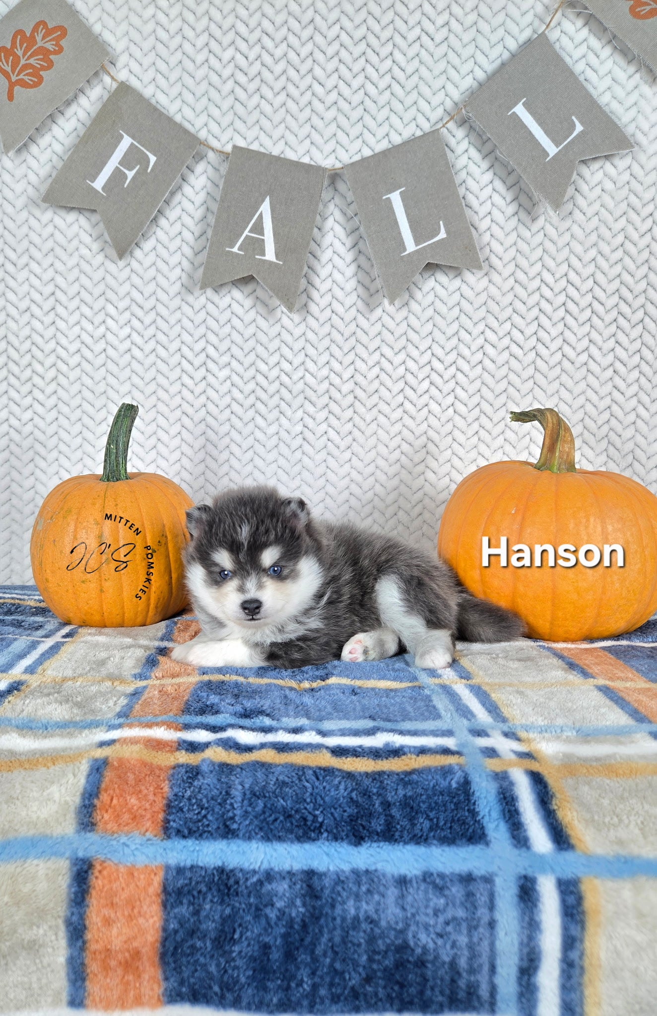 Hansen (MALE) RARE BLUE Micro