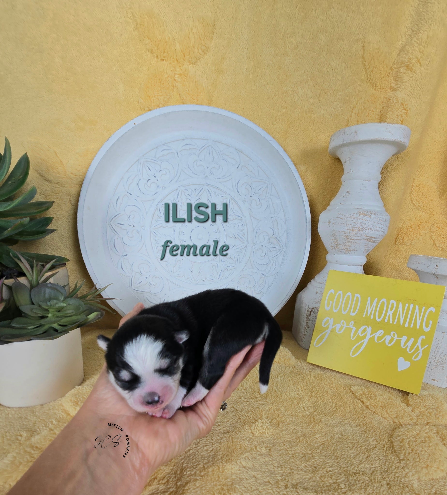 Illish (FEMALE) Micro