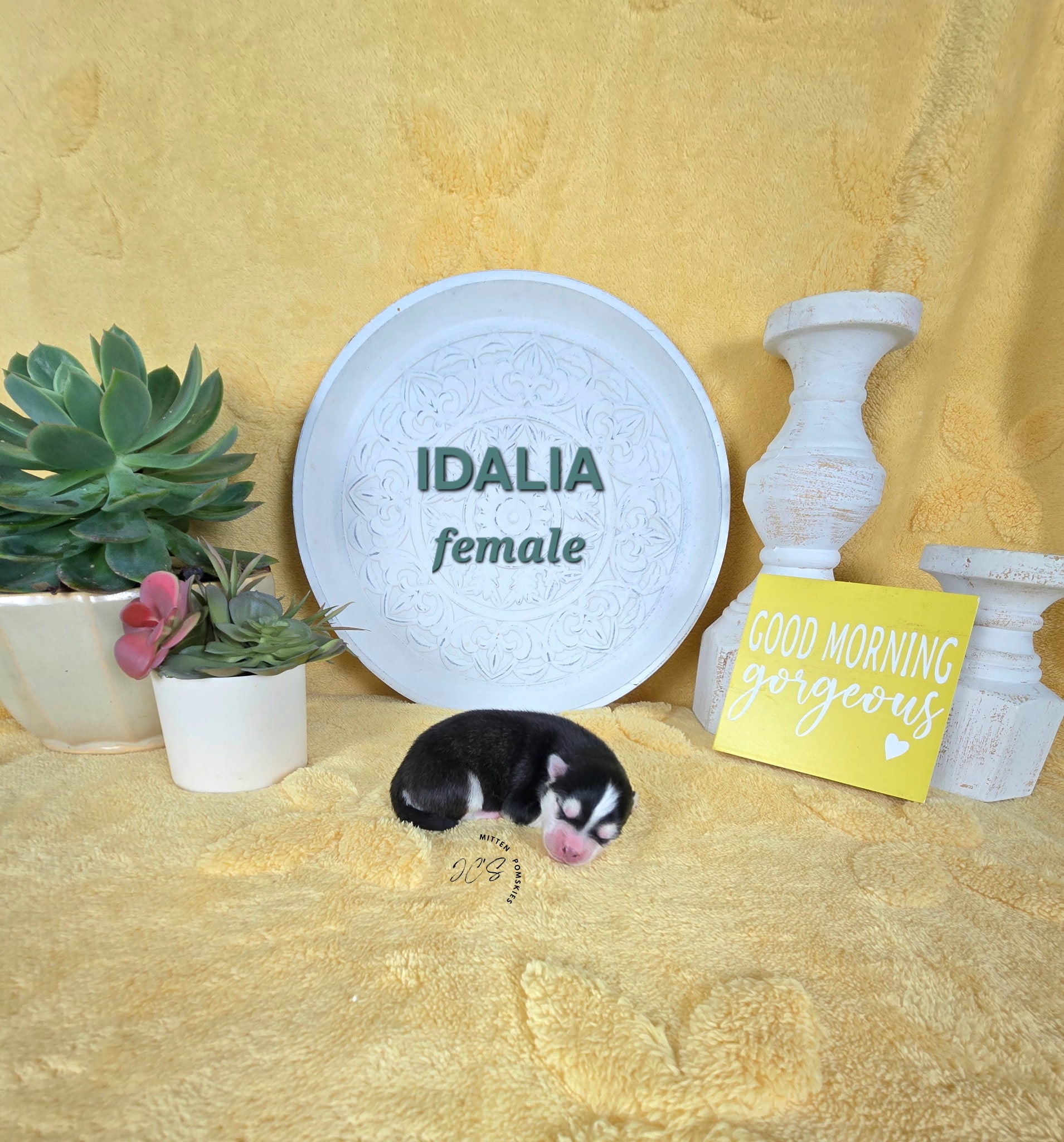 Idalia (FEMALE) Micro