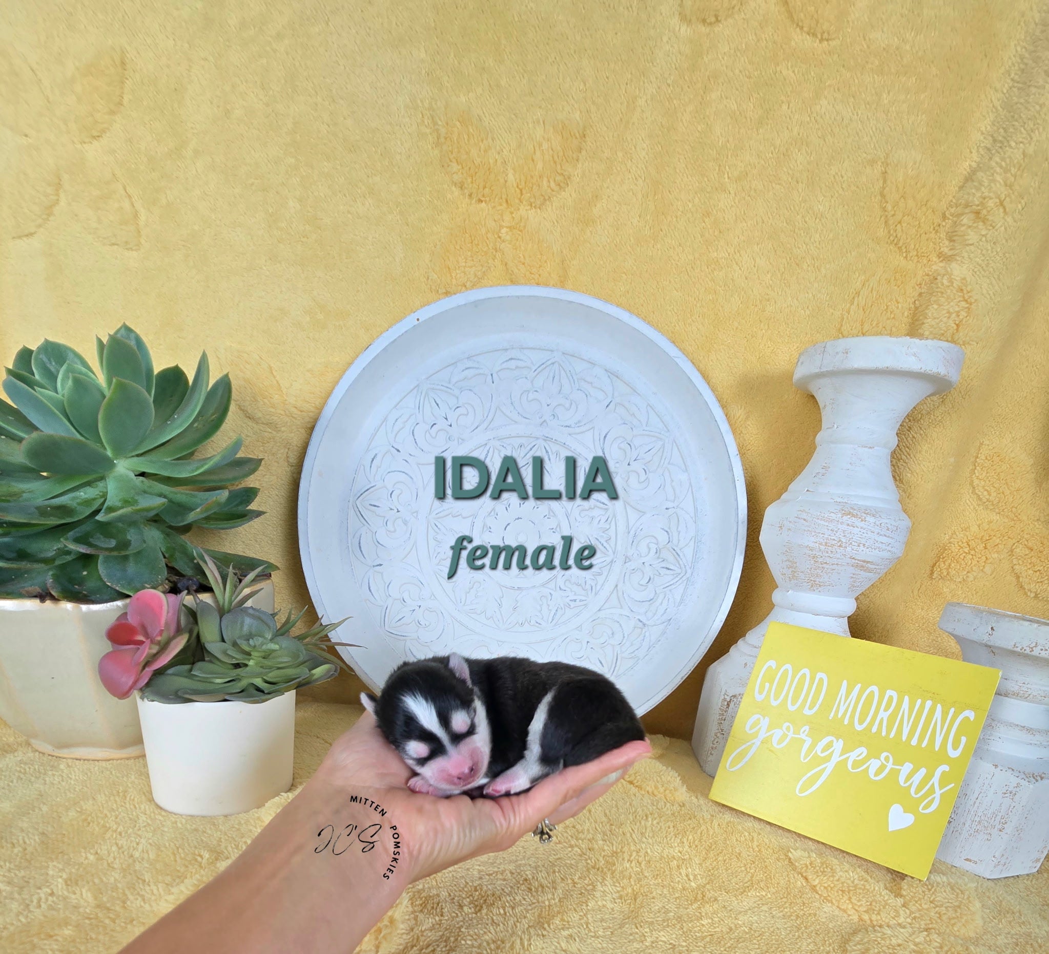 Idalia (FEMALE) Micro