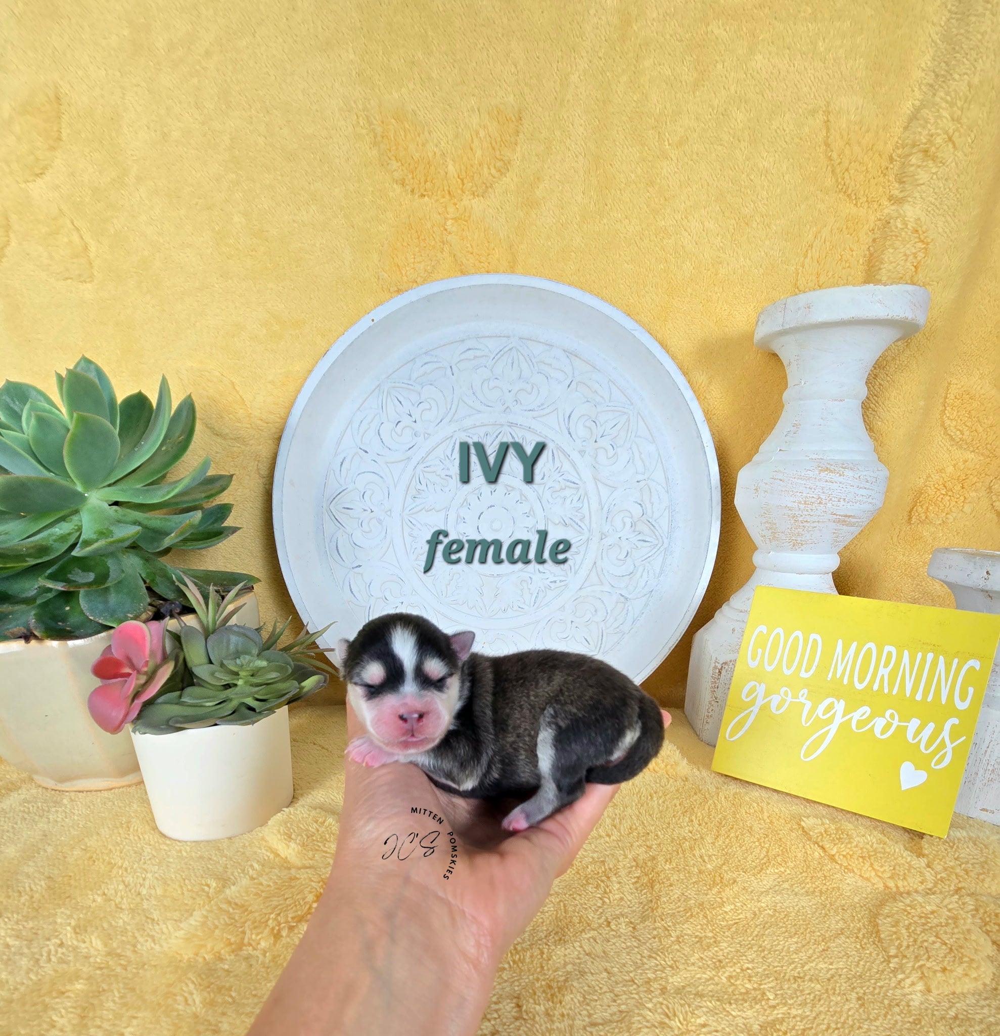 Ivy (FEMALE) Micro
