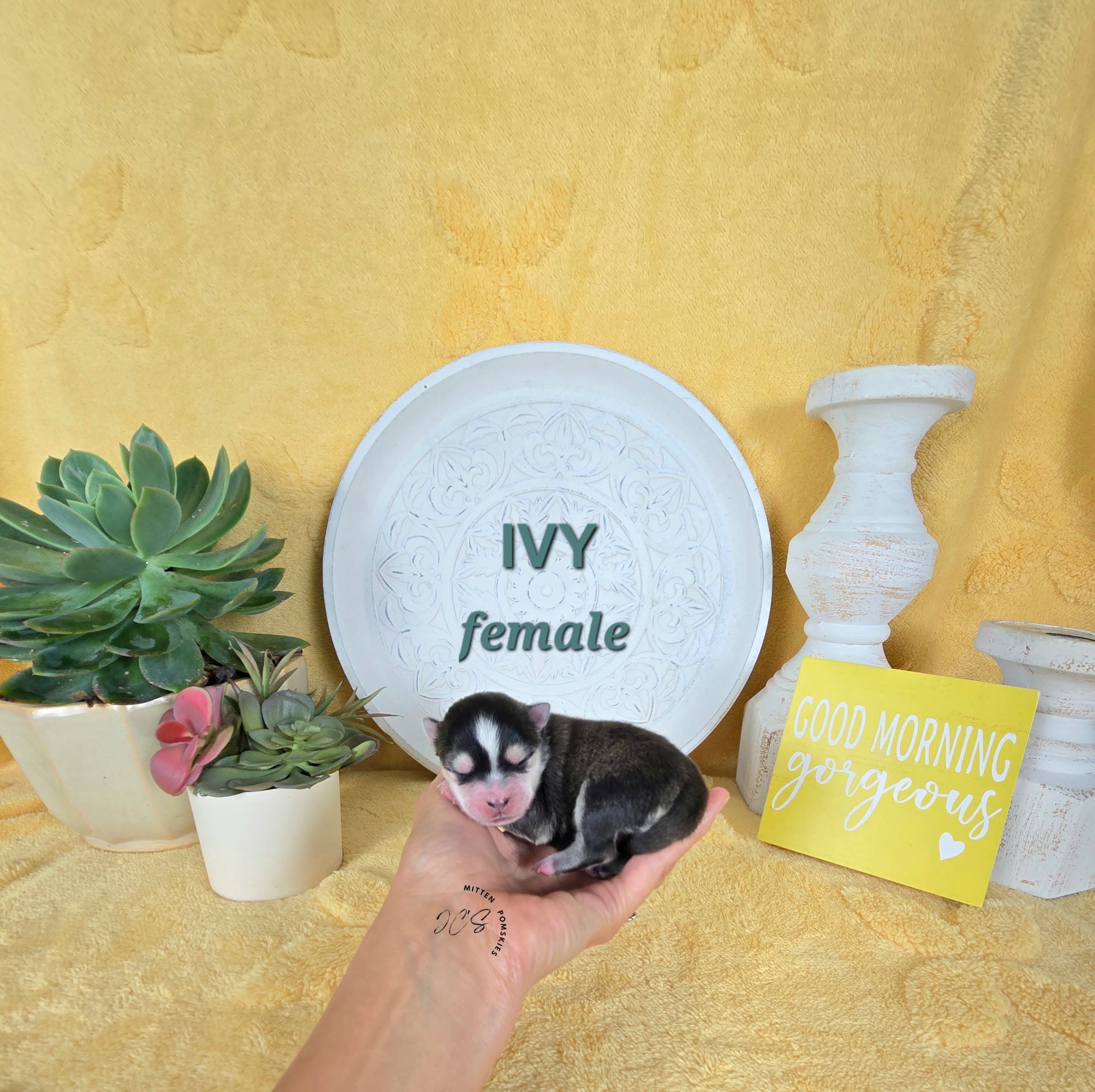 Ivy (FEMALE) Micro