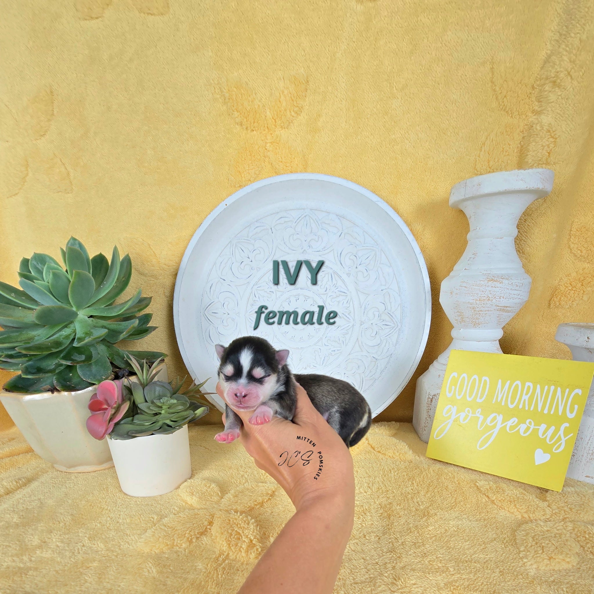 Ivy (FEMALE) Micro