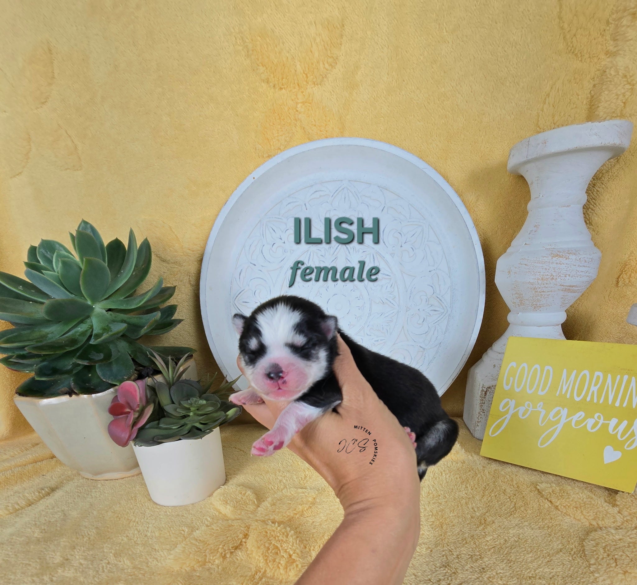 Illish (FEMALE) Micro