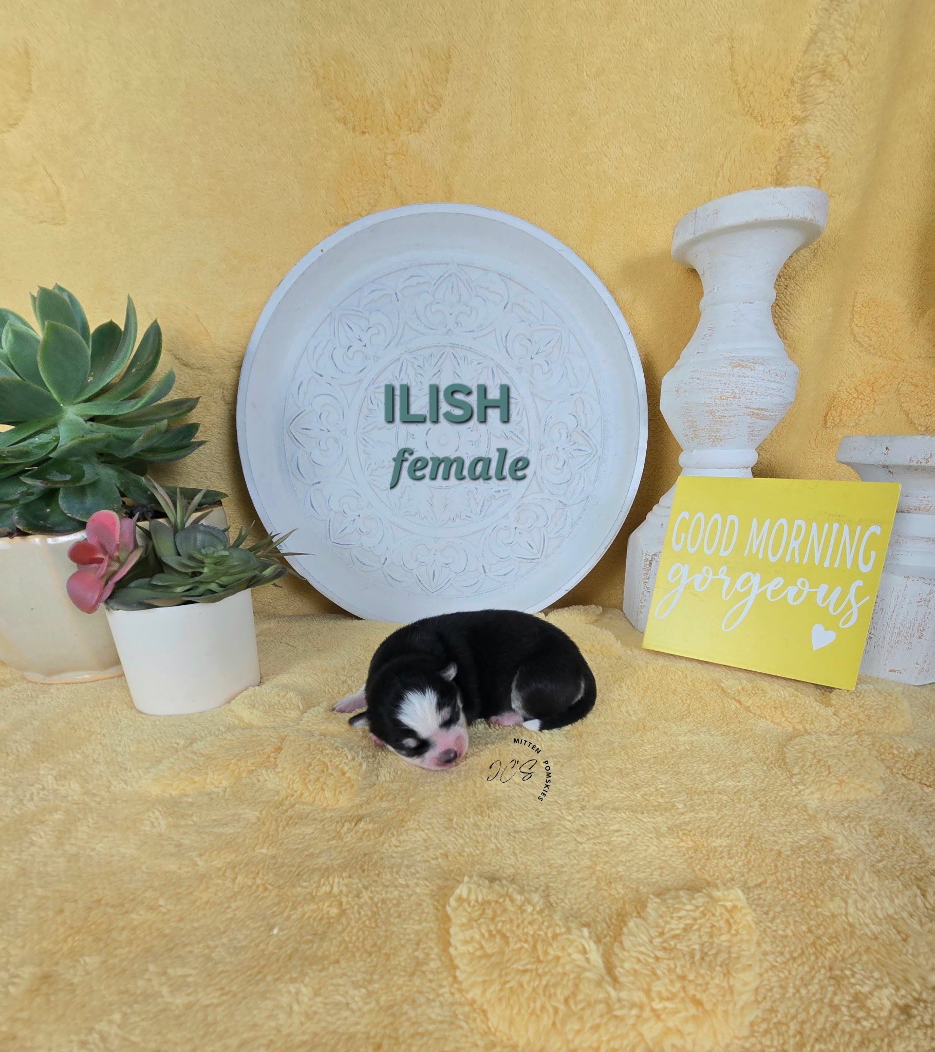 Illish (FEMALE) Micro