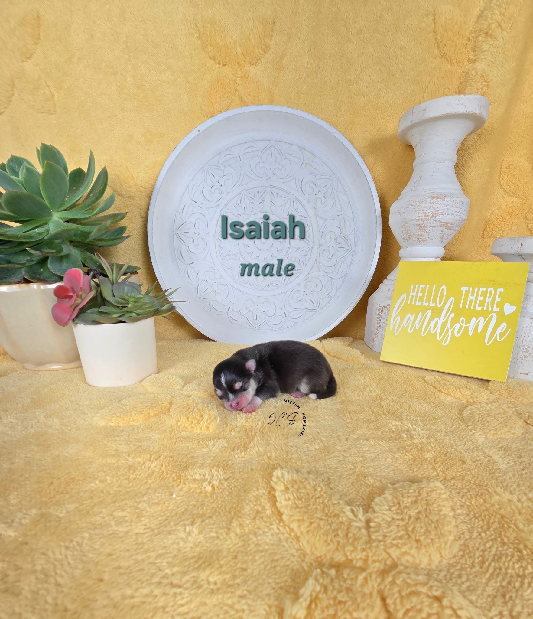 Isaiah (MALE) Micro