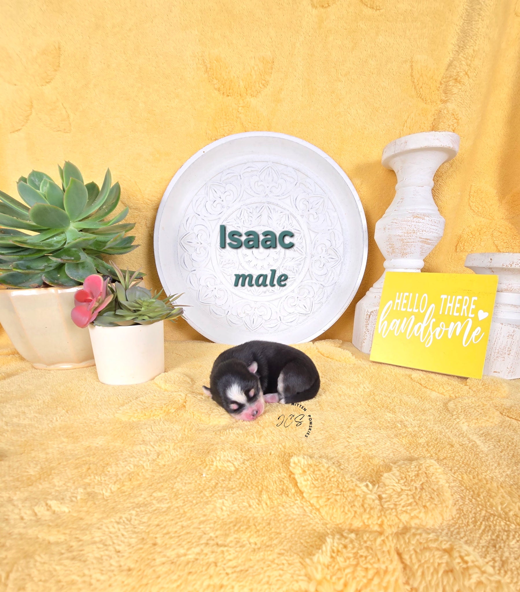 Issac (MALE) Micro