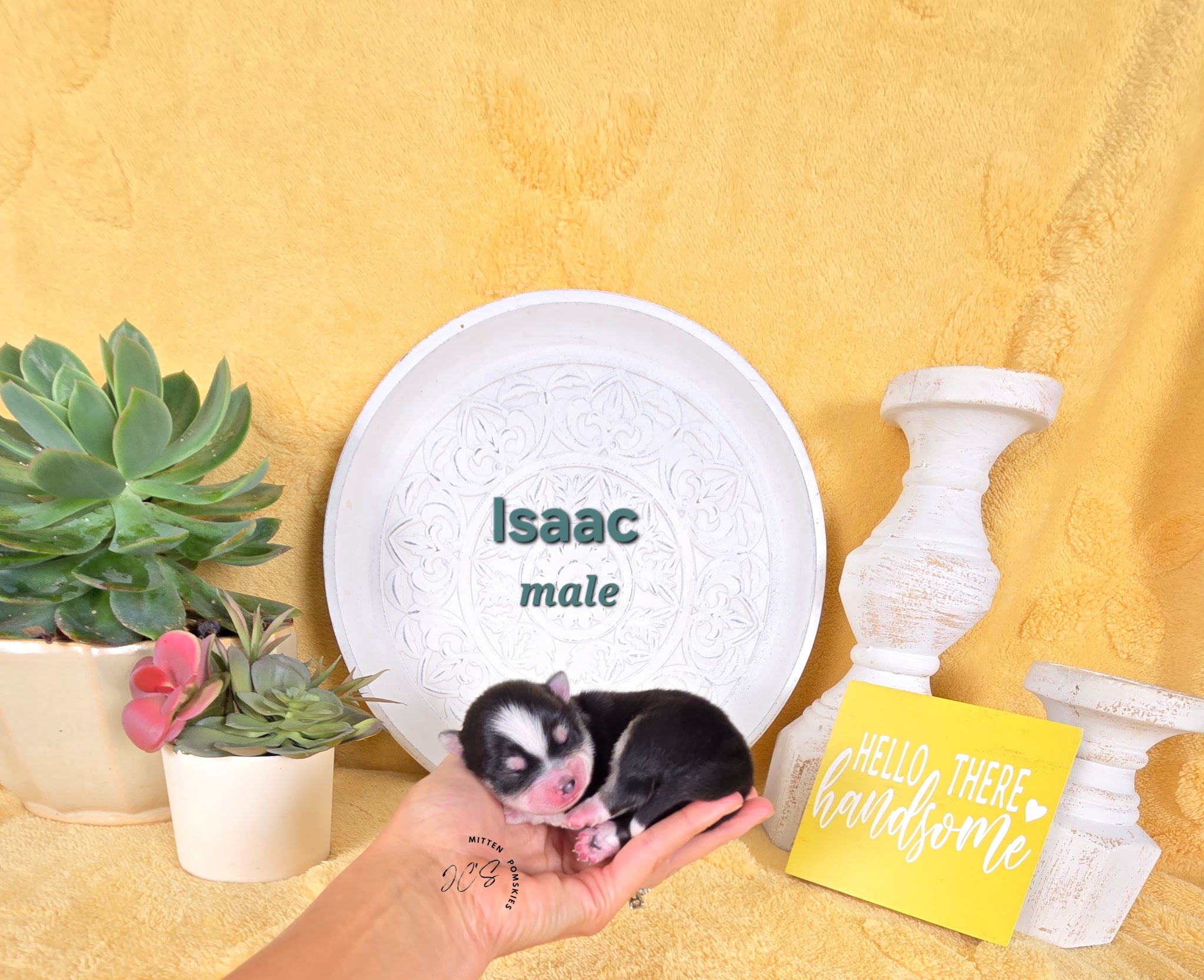 Issac (MALE) Micro