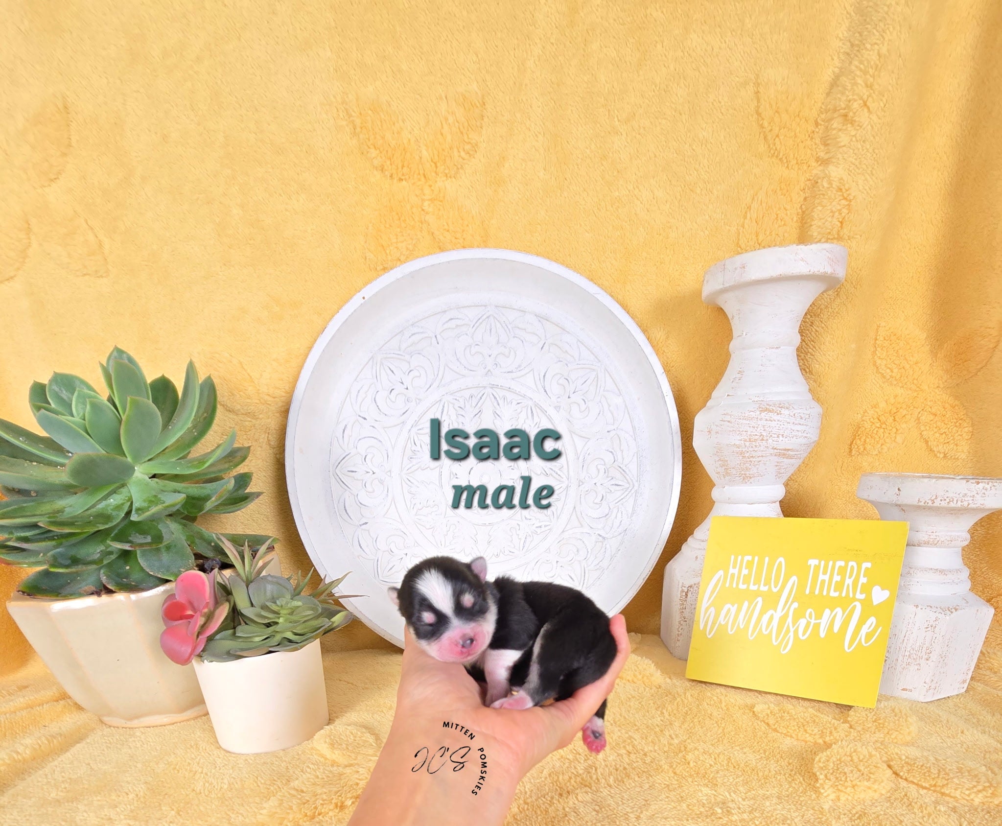 Issac (MALE) Micro