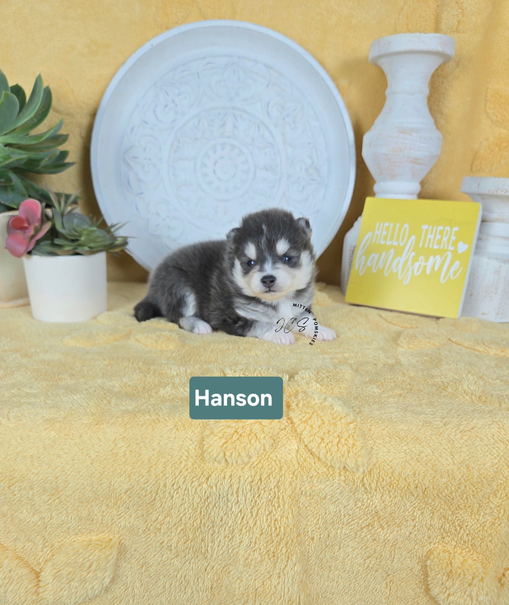 Hansen (MALE) RARE BLUE Micro