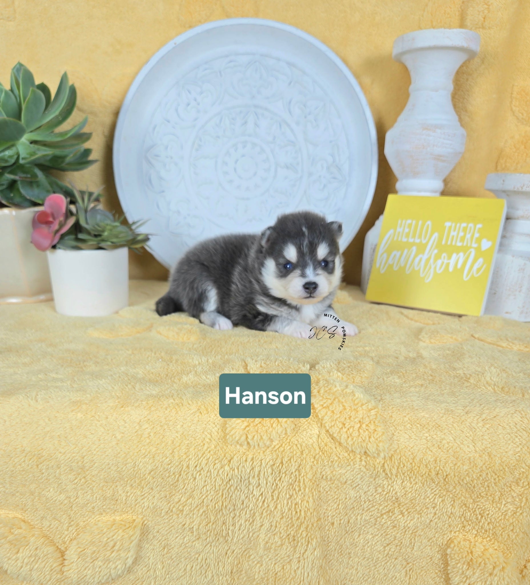 Hansen (MALE) RARE BLUE Micro