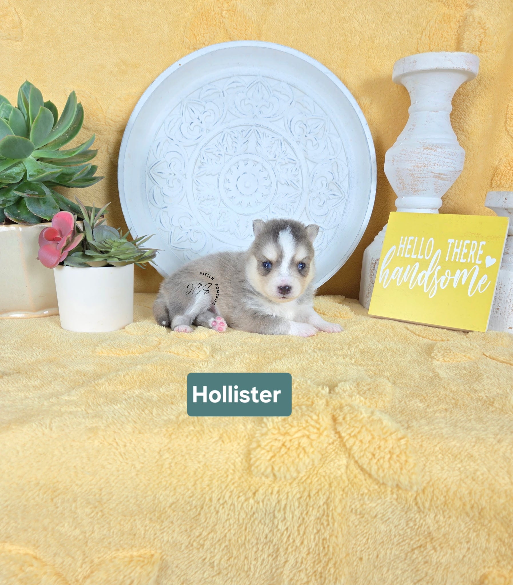 Hollister (MALE) RARE BLUE Micro