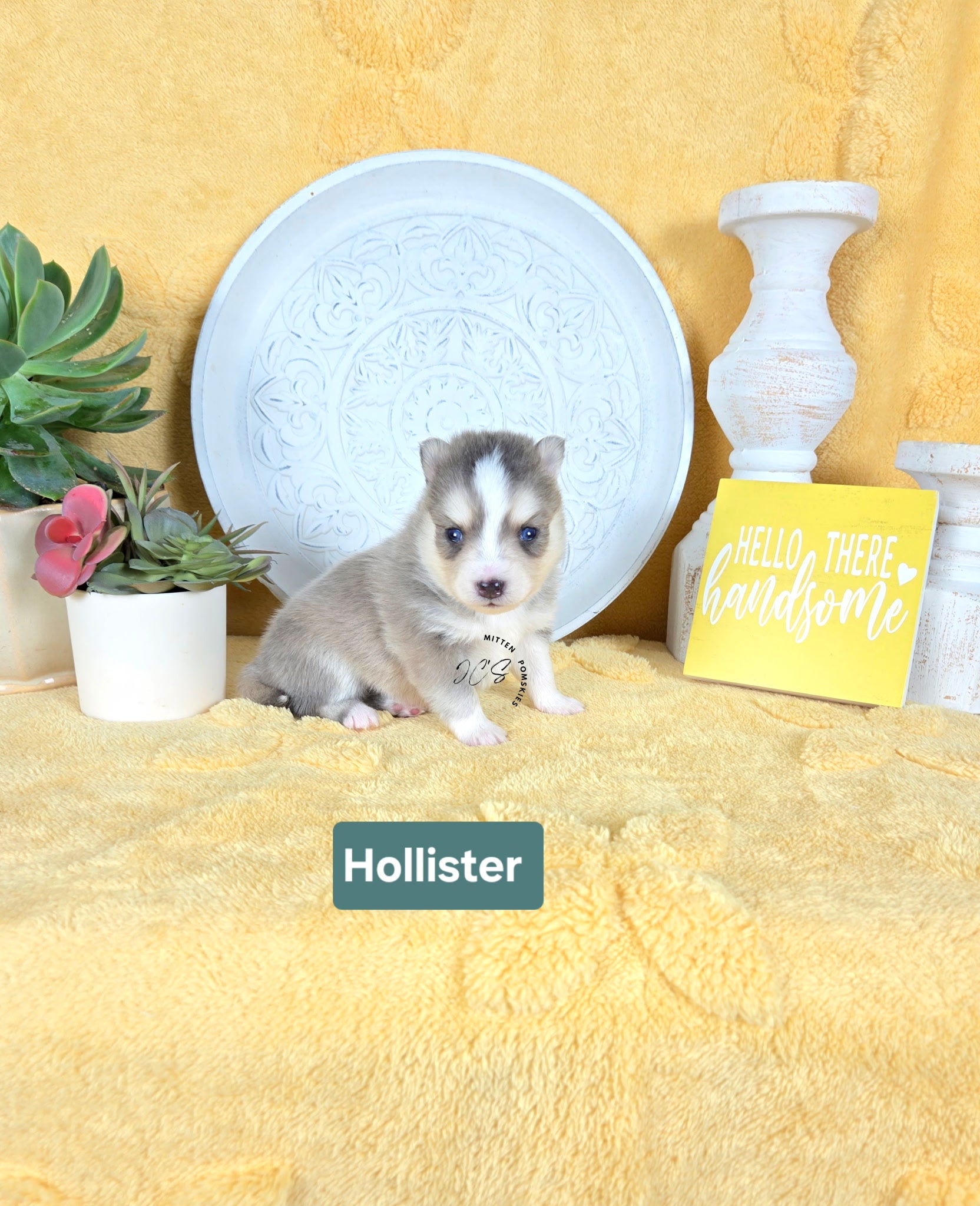 Hollister (MALE) RARE BLUE Micro
