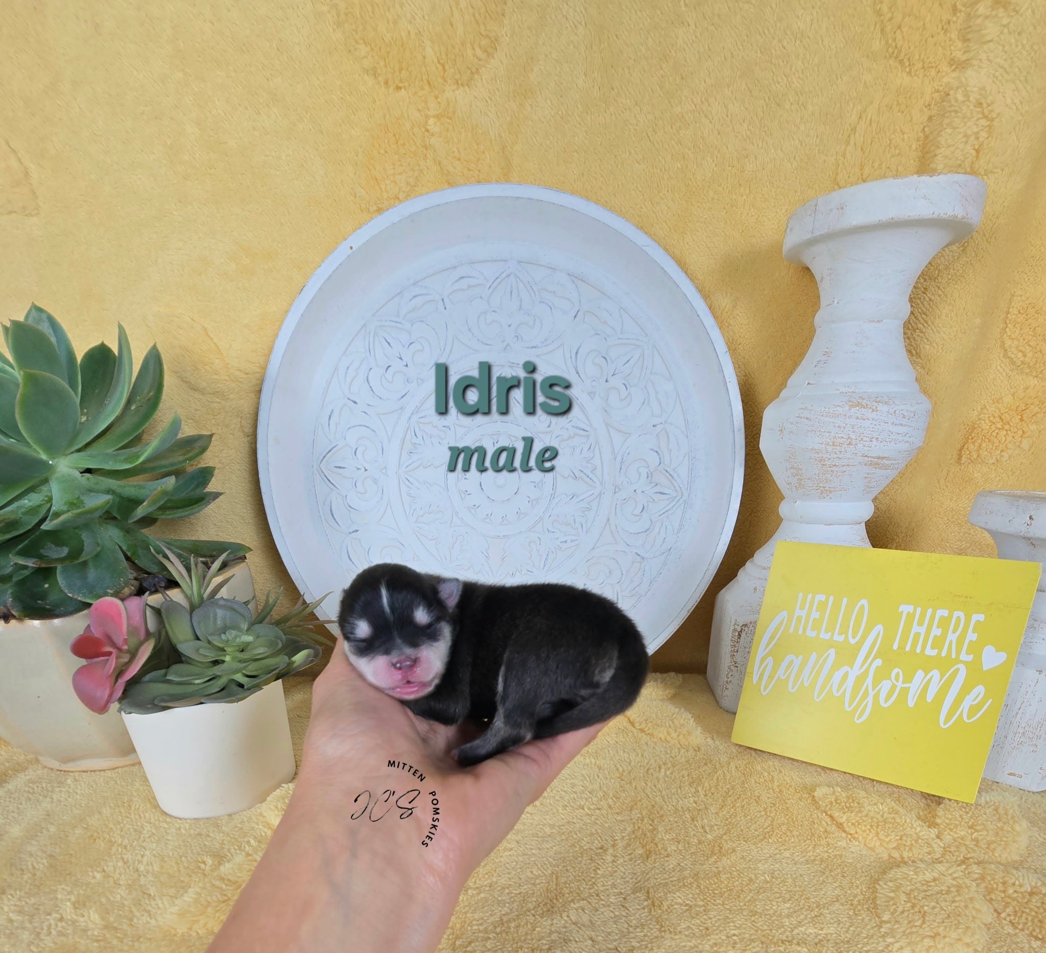 Idris (MALE) Micro