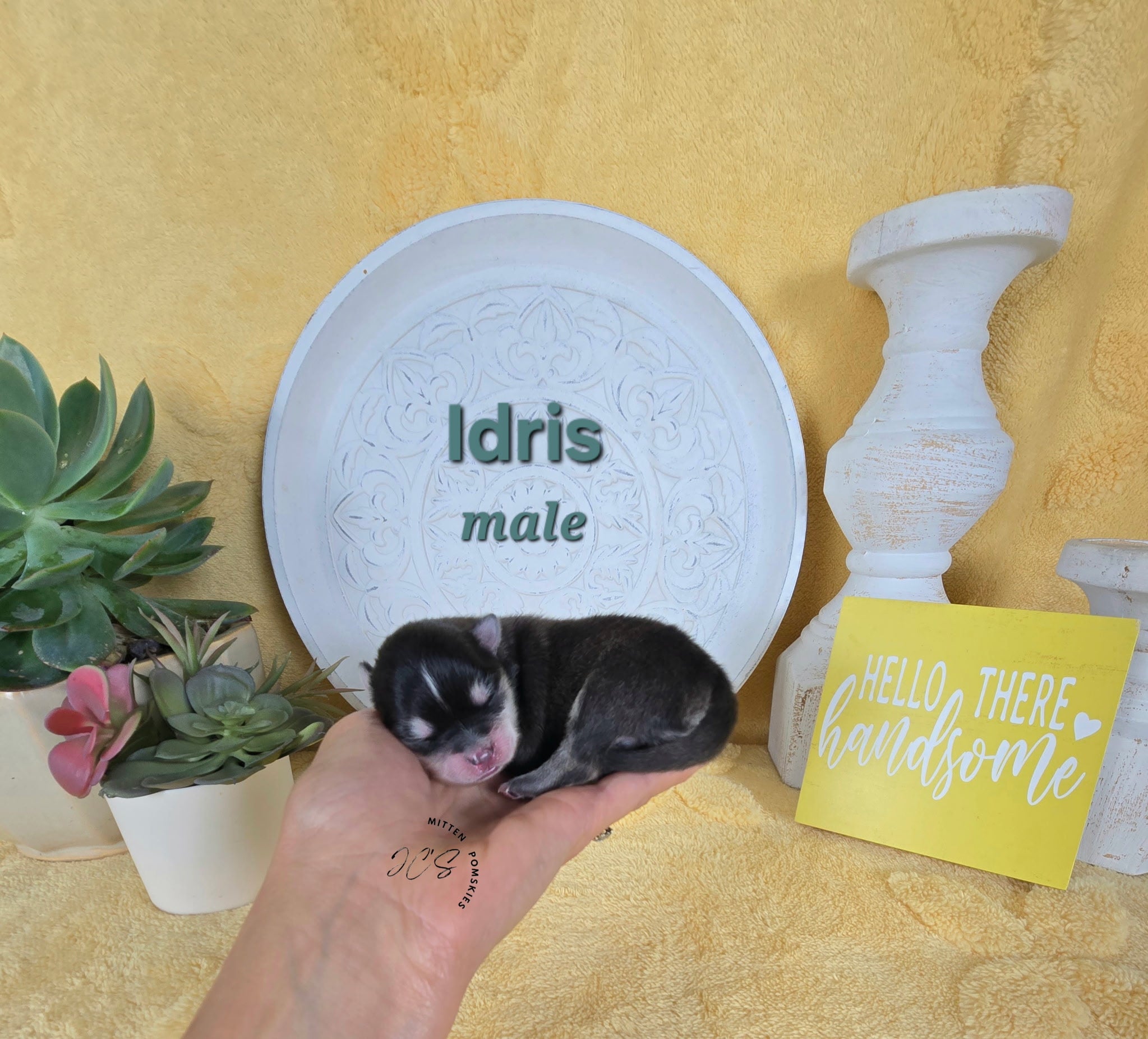 Idris (MALE) Micro