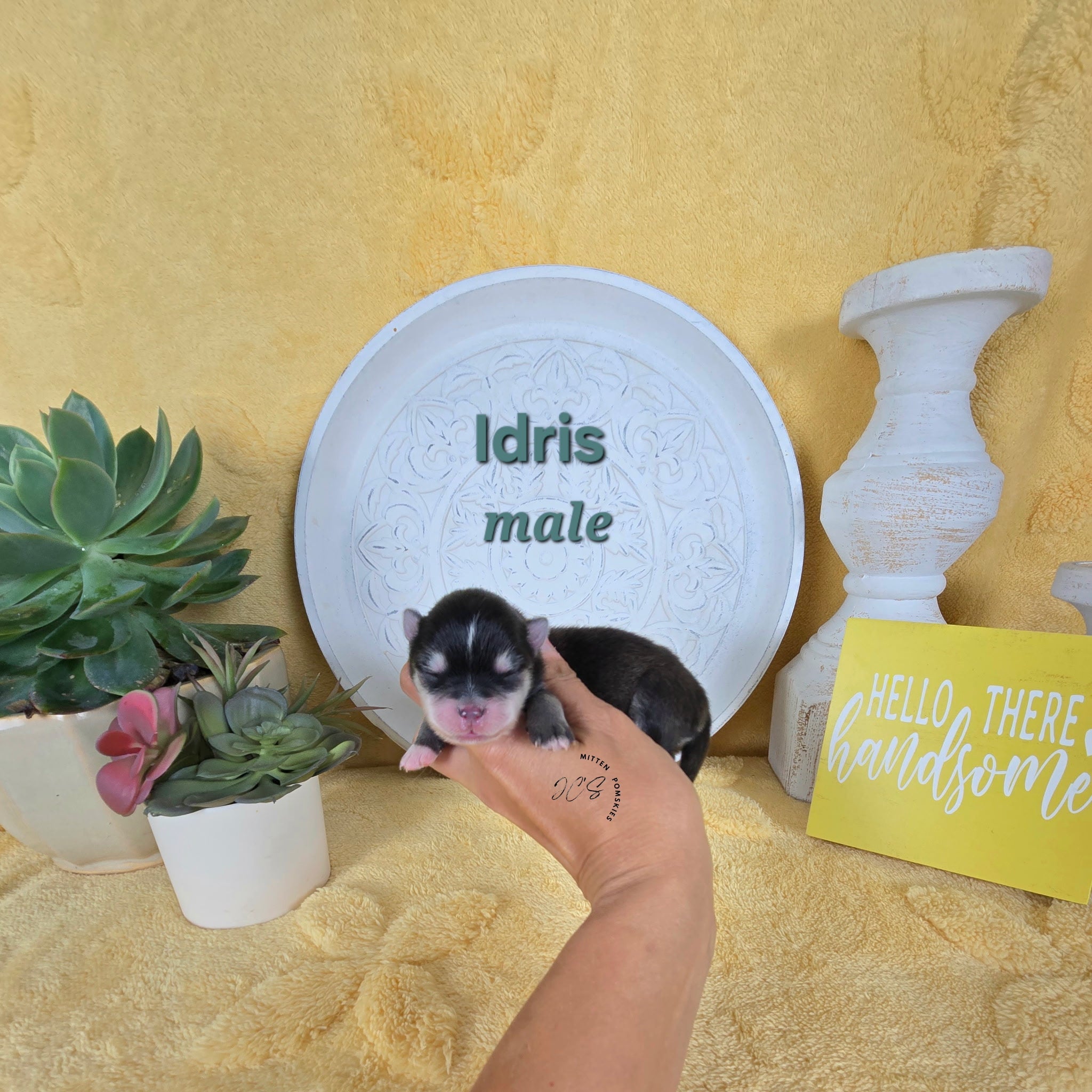 Idris (MALE) Micro