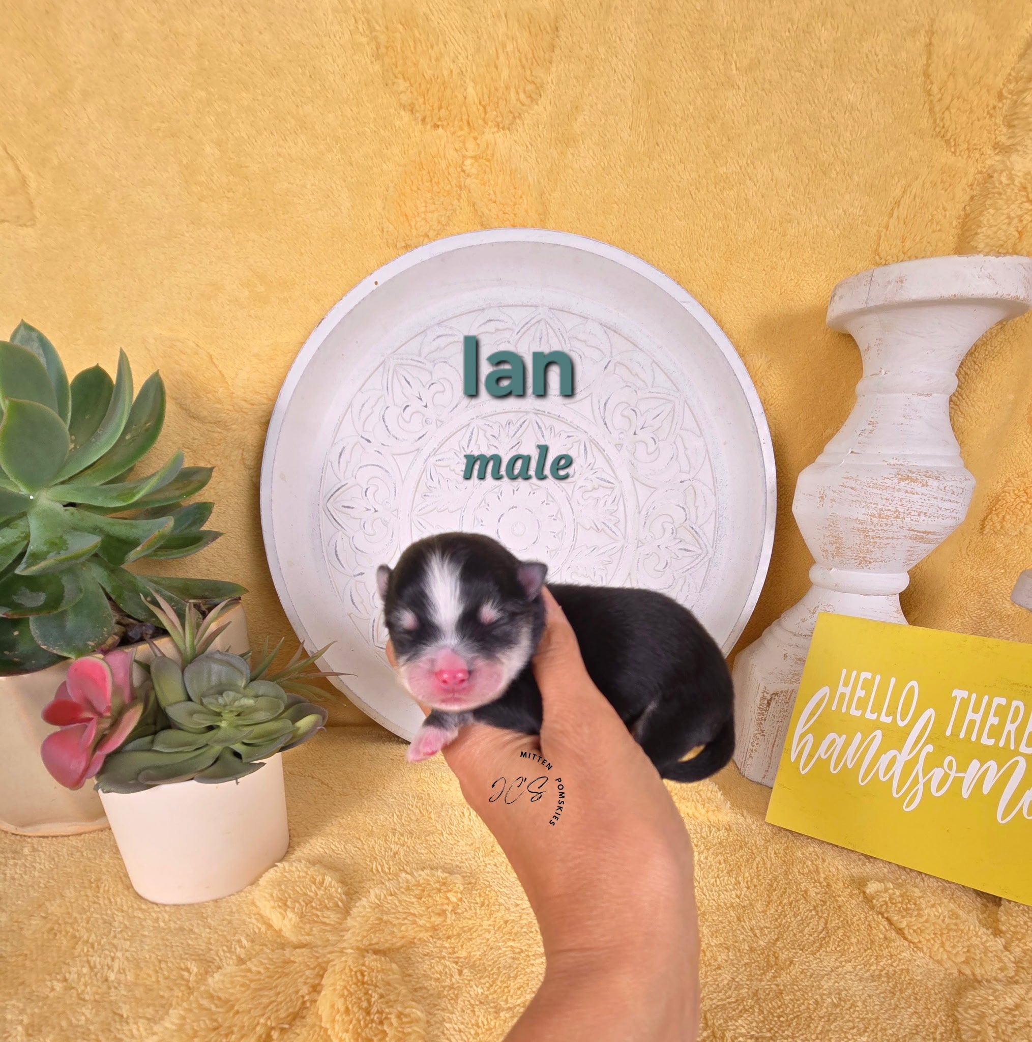 Ian (MALE) Micro