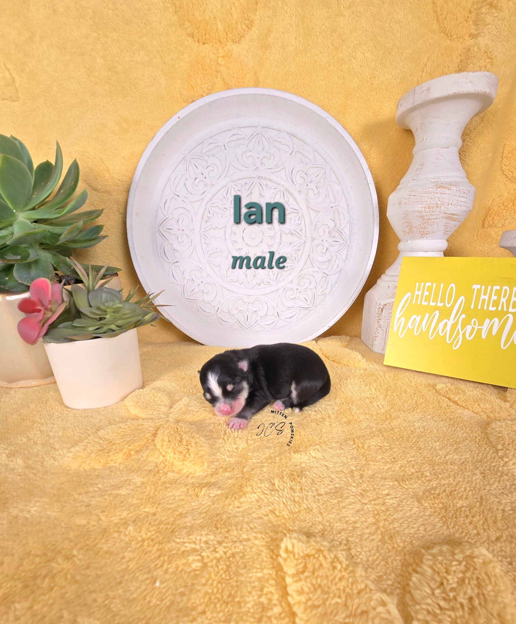 Ian (MALE) Micro