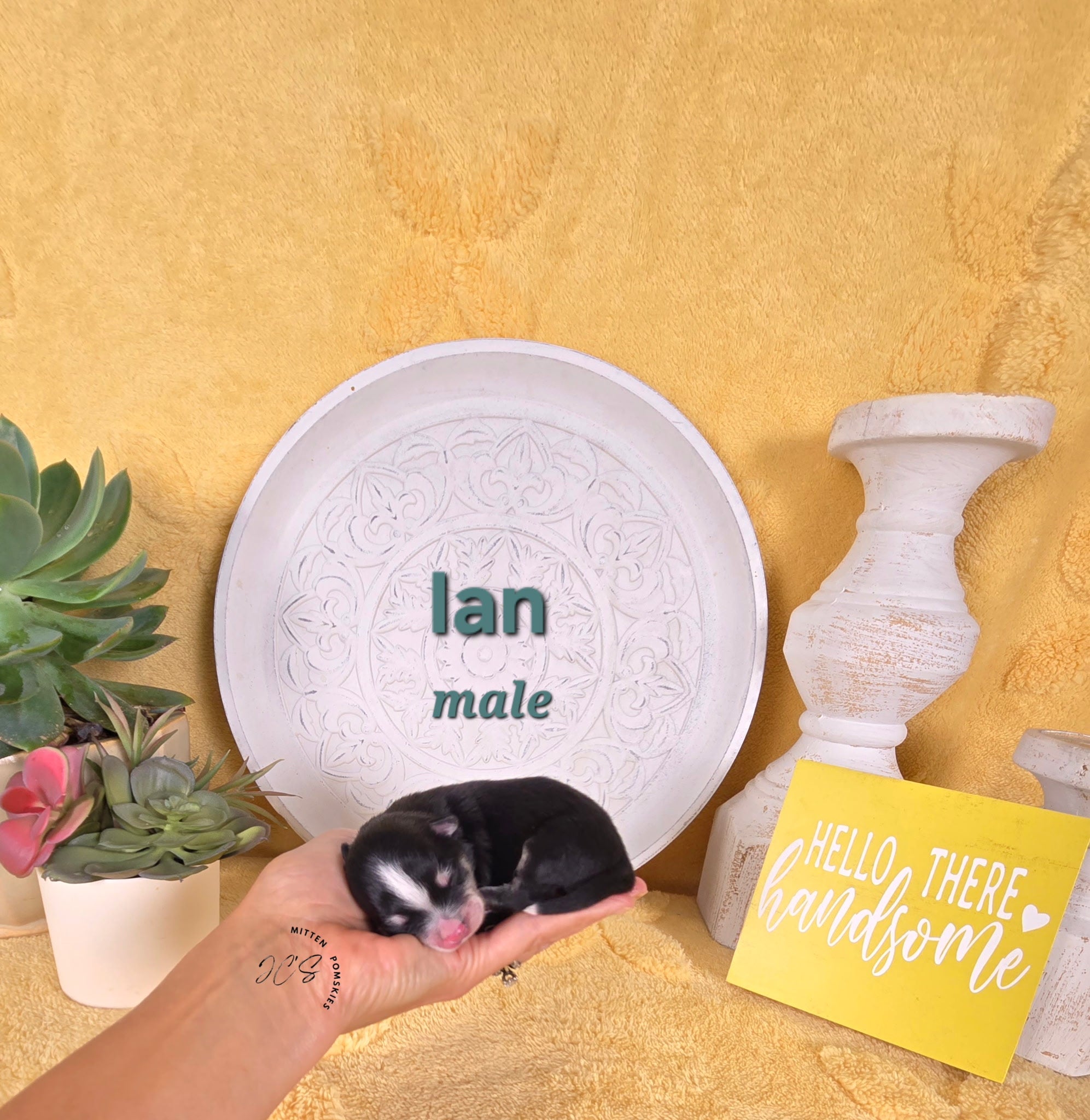 Ian (MALE) Micro