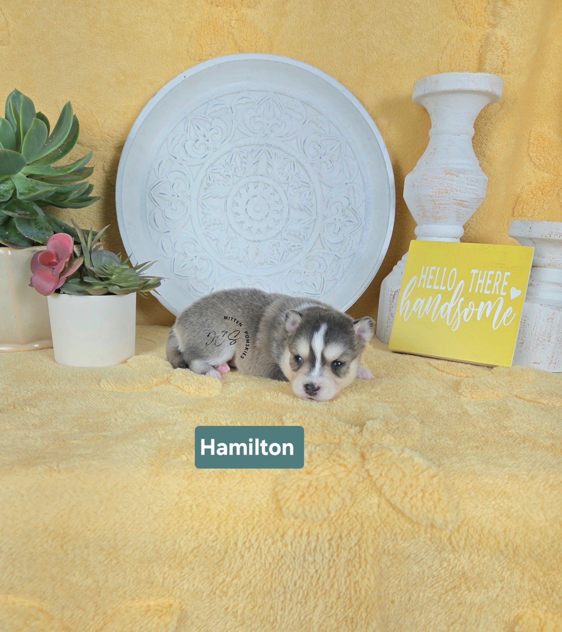 Hamilton (MALE) RARE BLUE Micro
