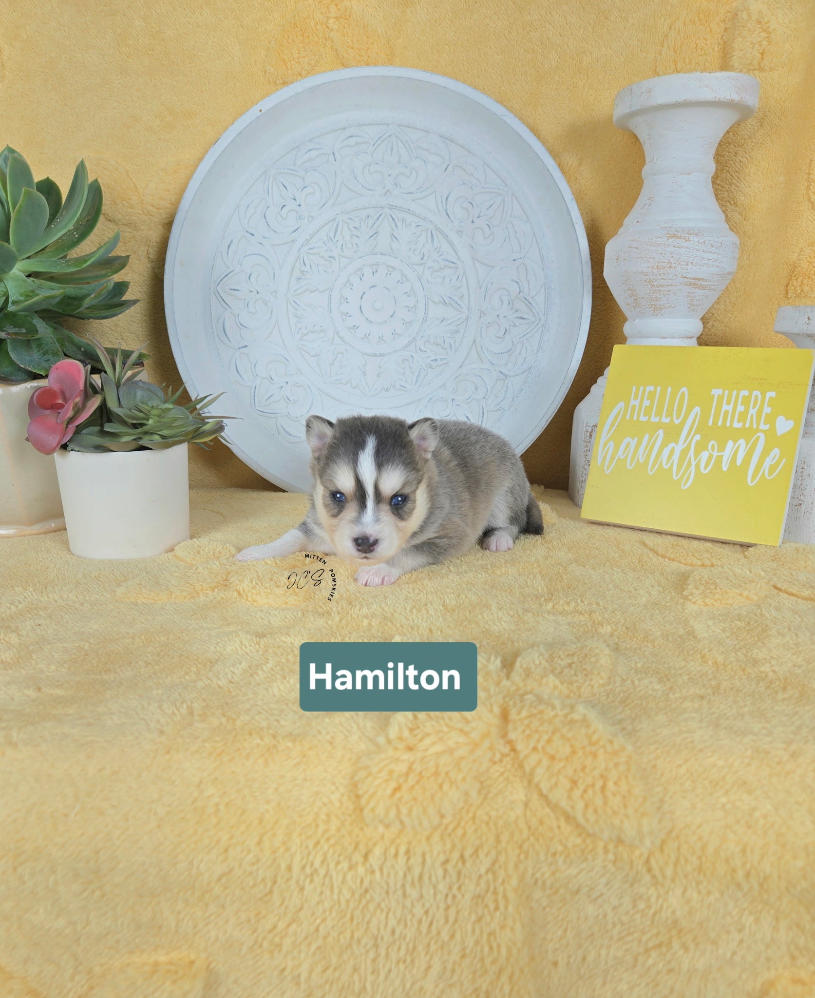 Hamilton (MALE) RARE BLUE Micro