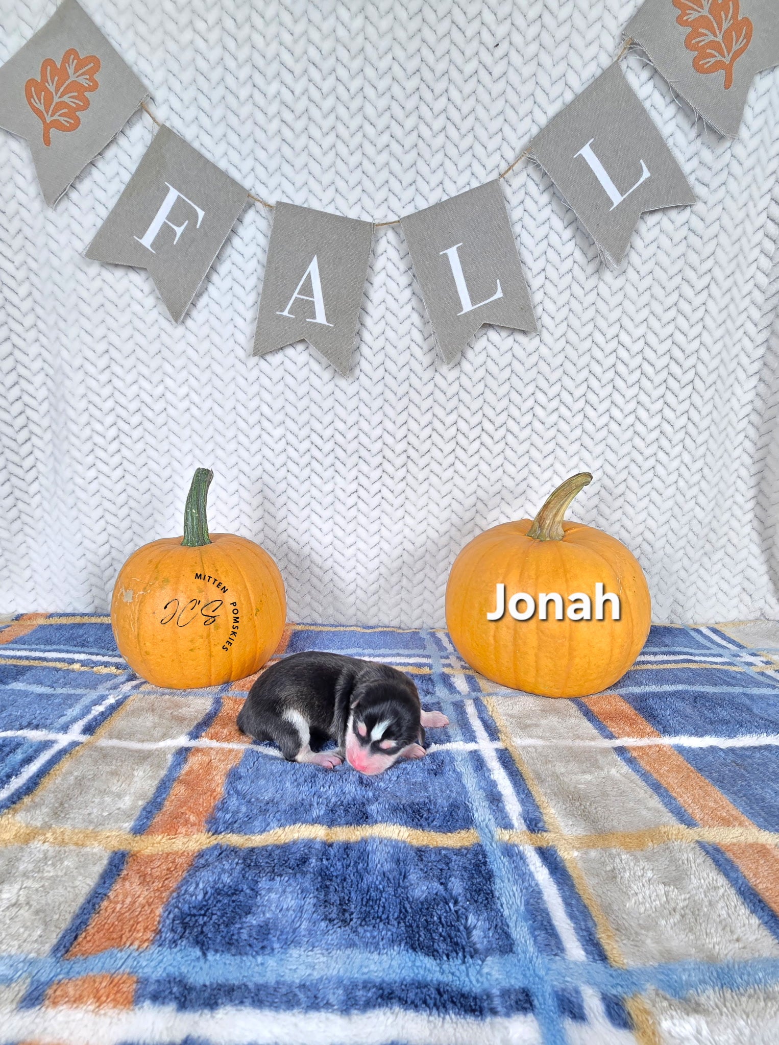 Jonah (MALE)