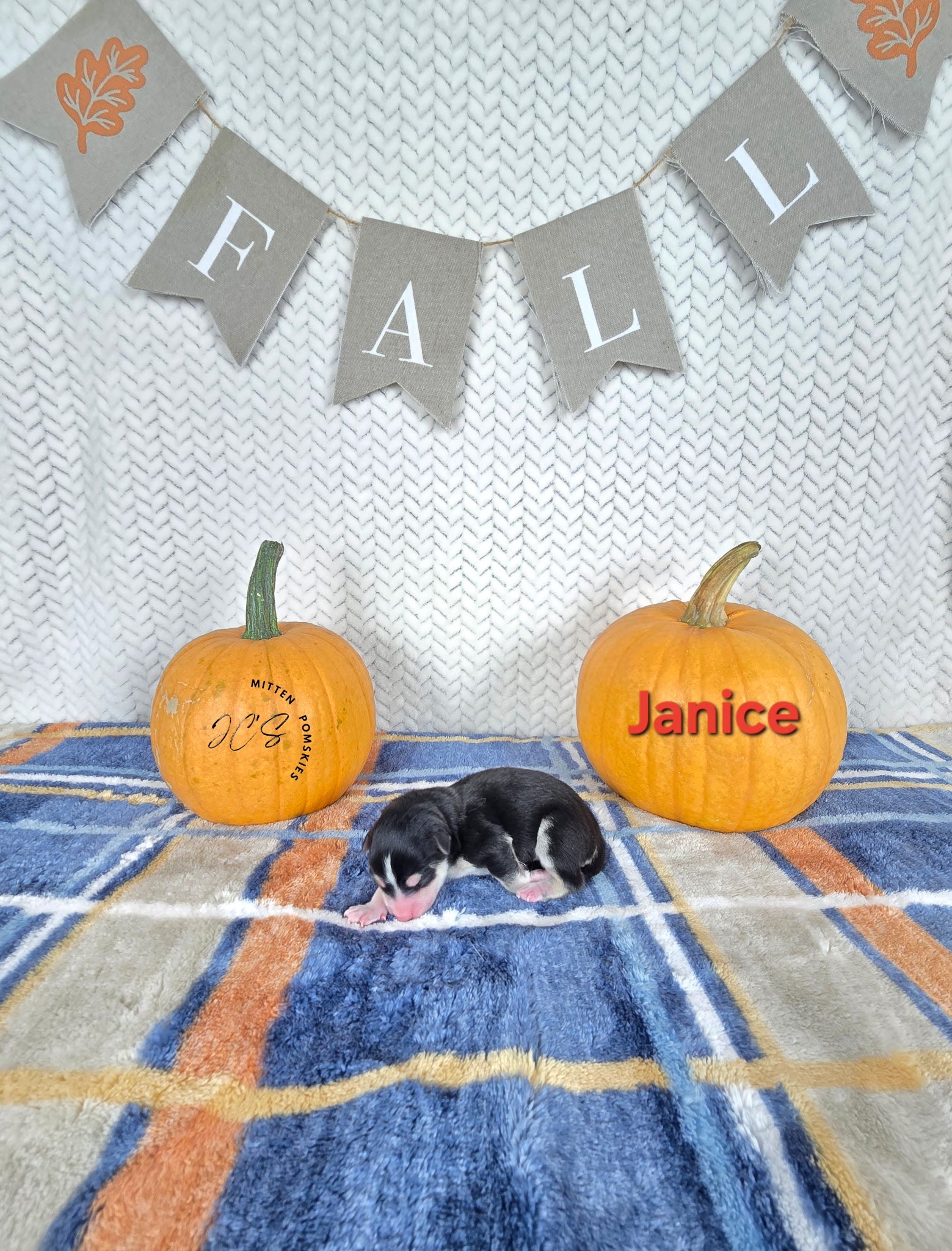 Janice (FEMALE)