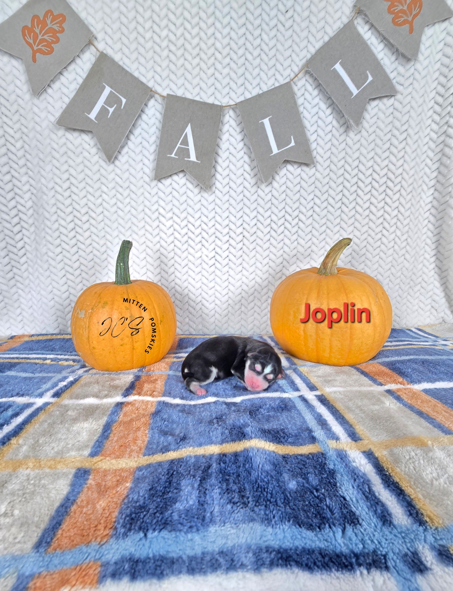 Joplin (FEMALE)