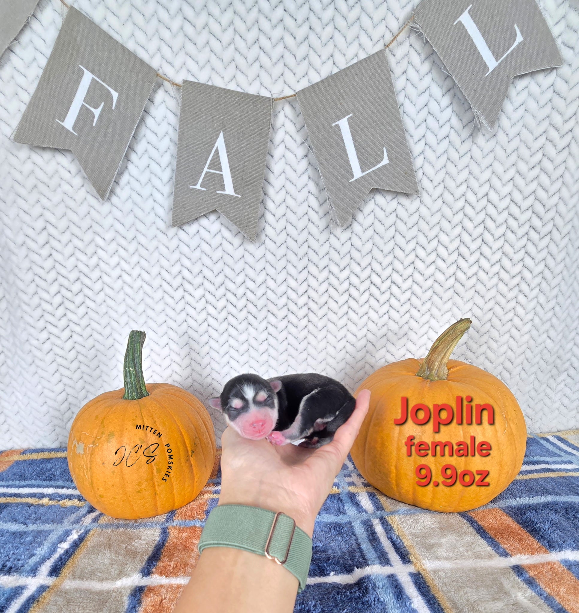 Joplin (FEMALE)