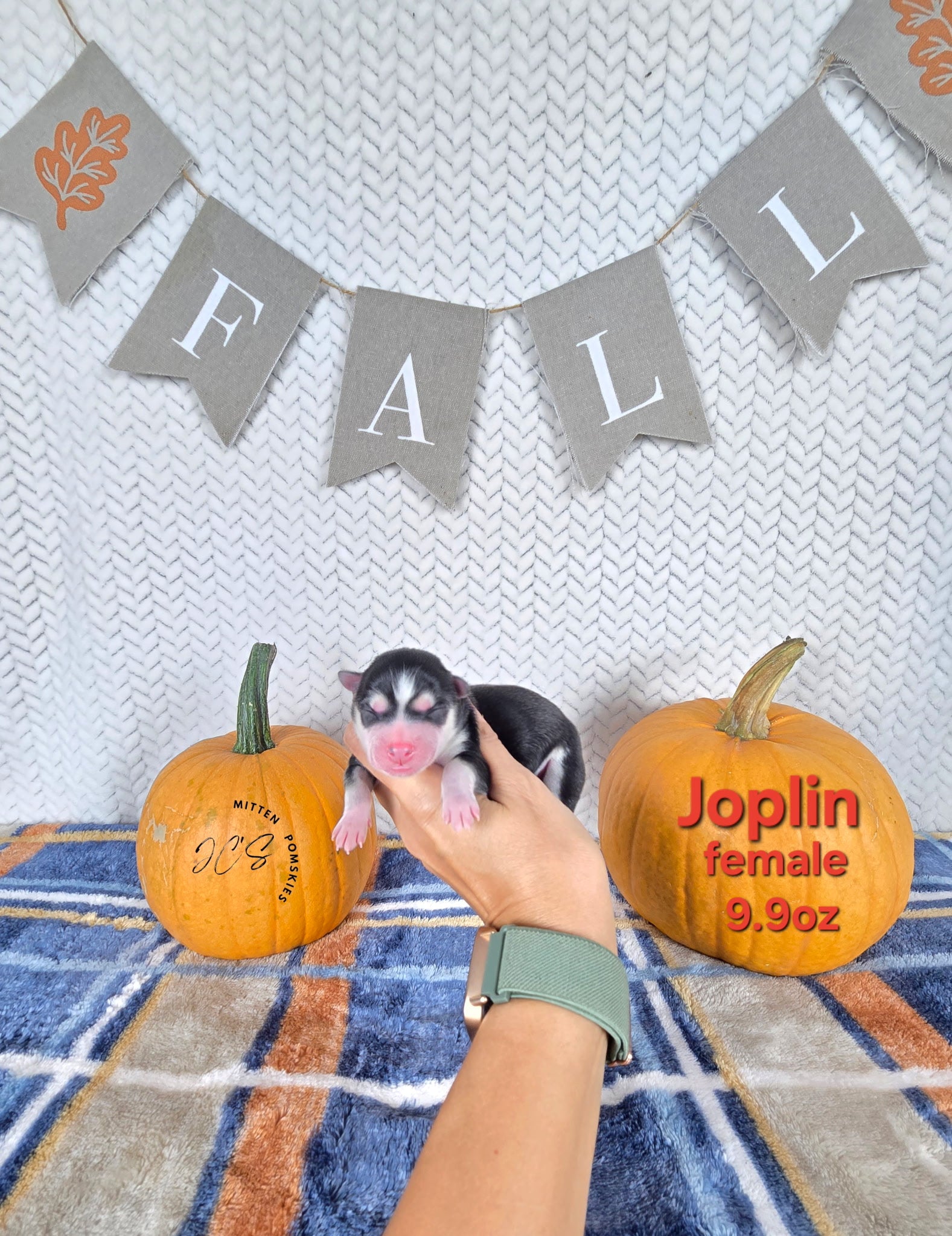 Joplin (FEMALE)