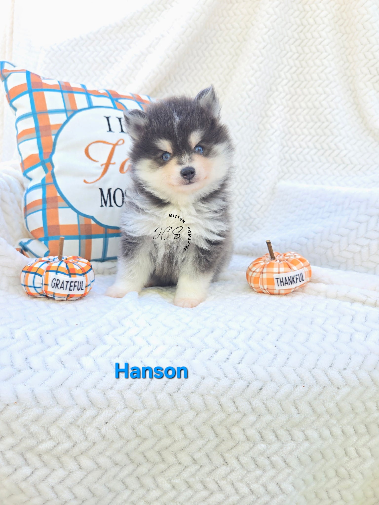Hansen (MALE) RARE BLUE Micro