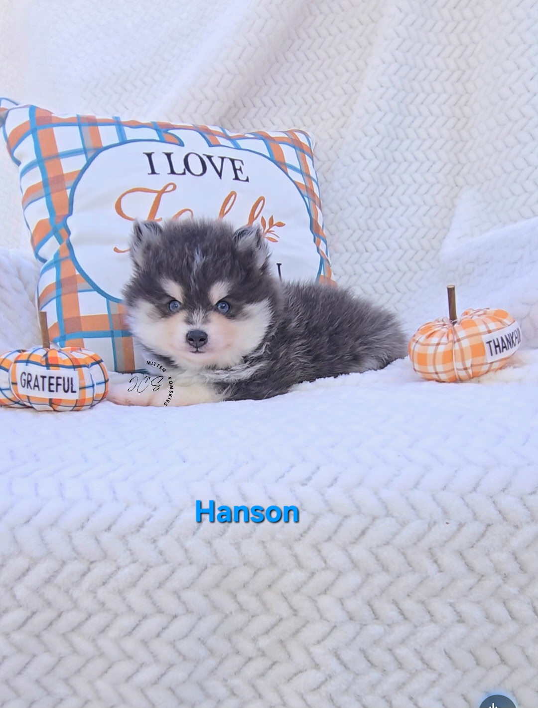 Hansen (MALE) RARE BLUE Micro