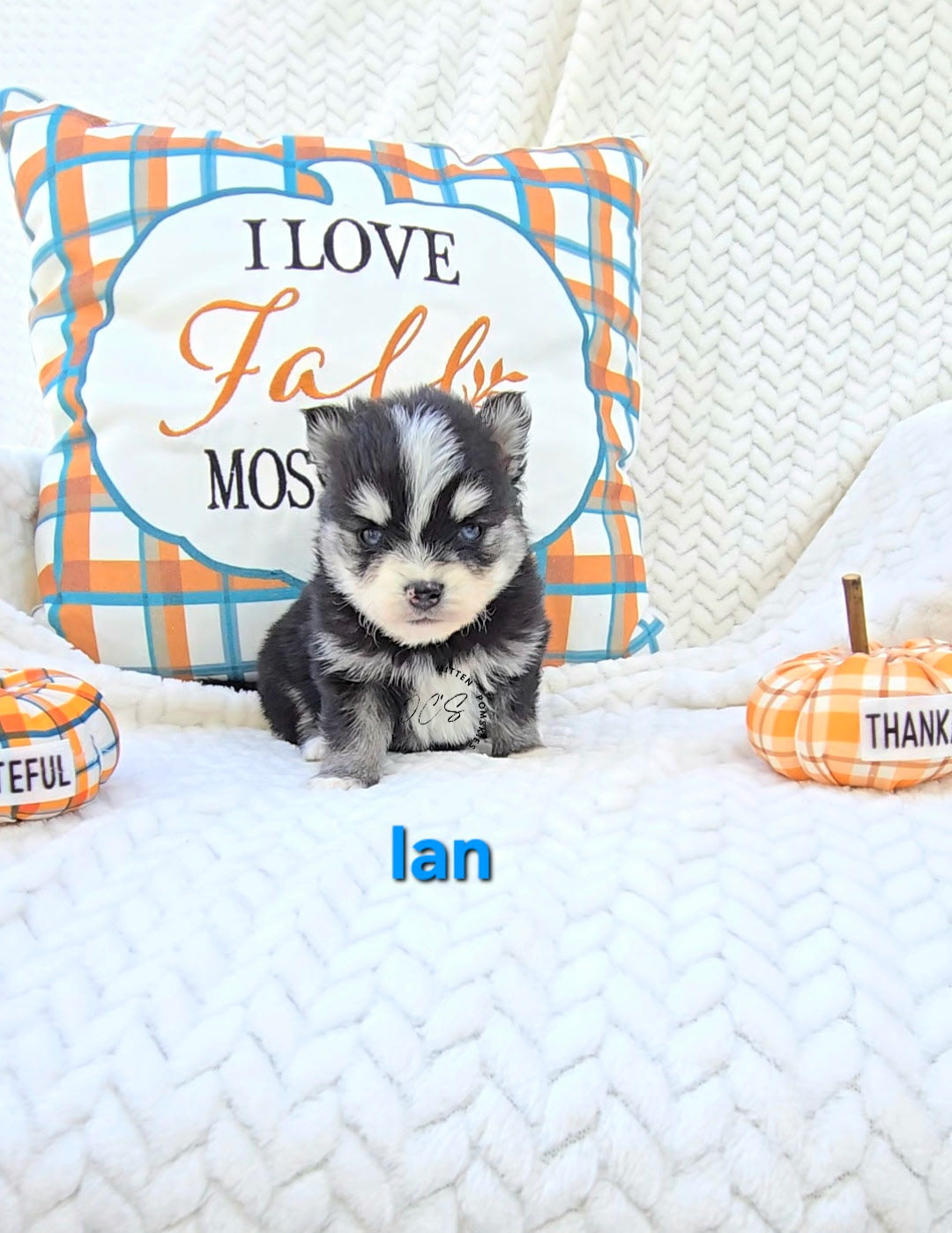 Ian (MALE) Micro