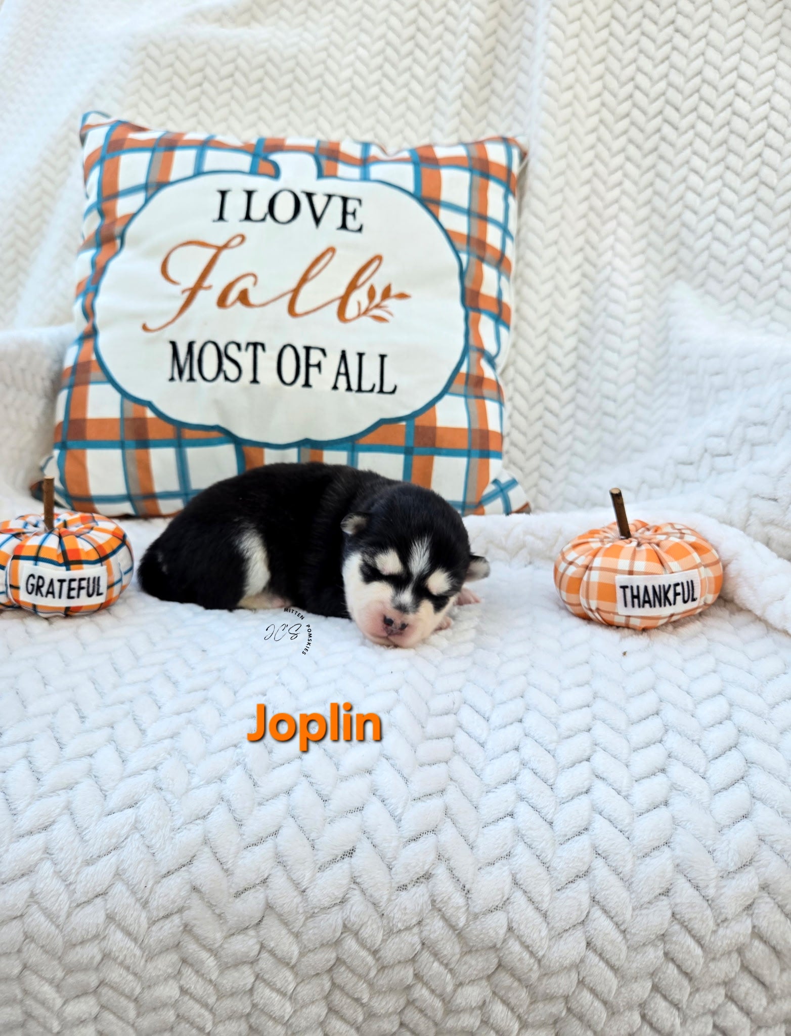 Joplin (FEMALE)