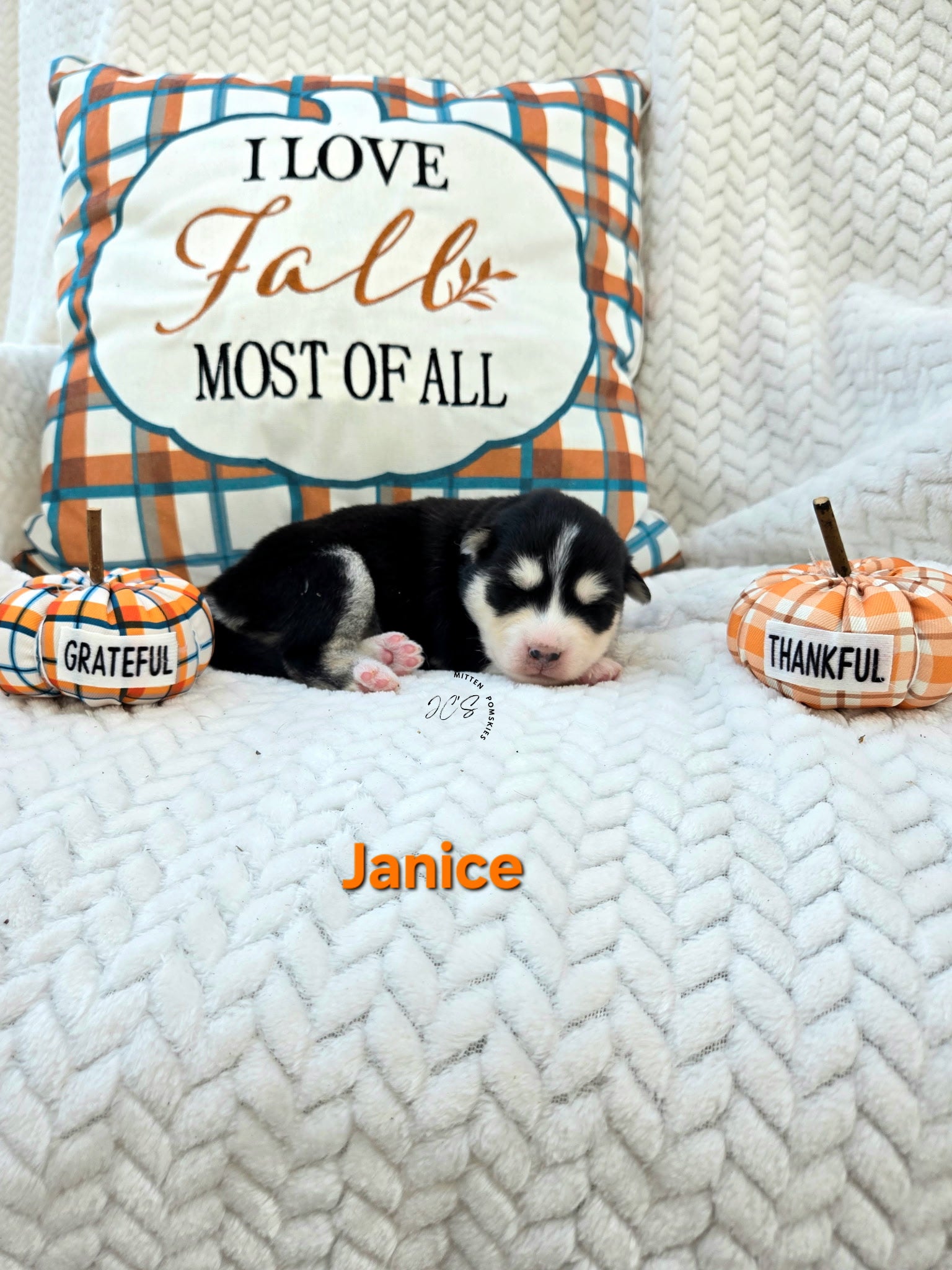 Janice (FEMALE)
