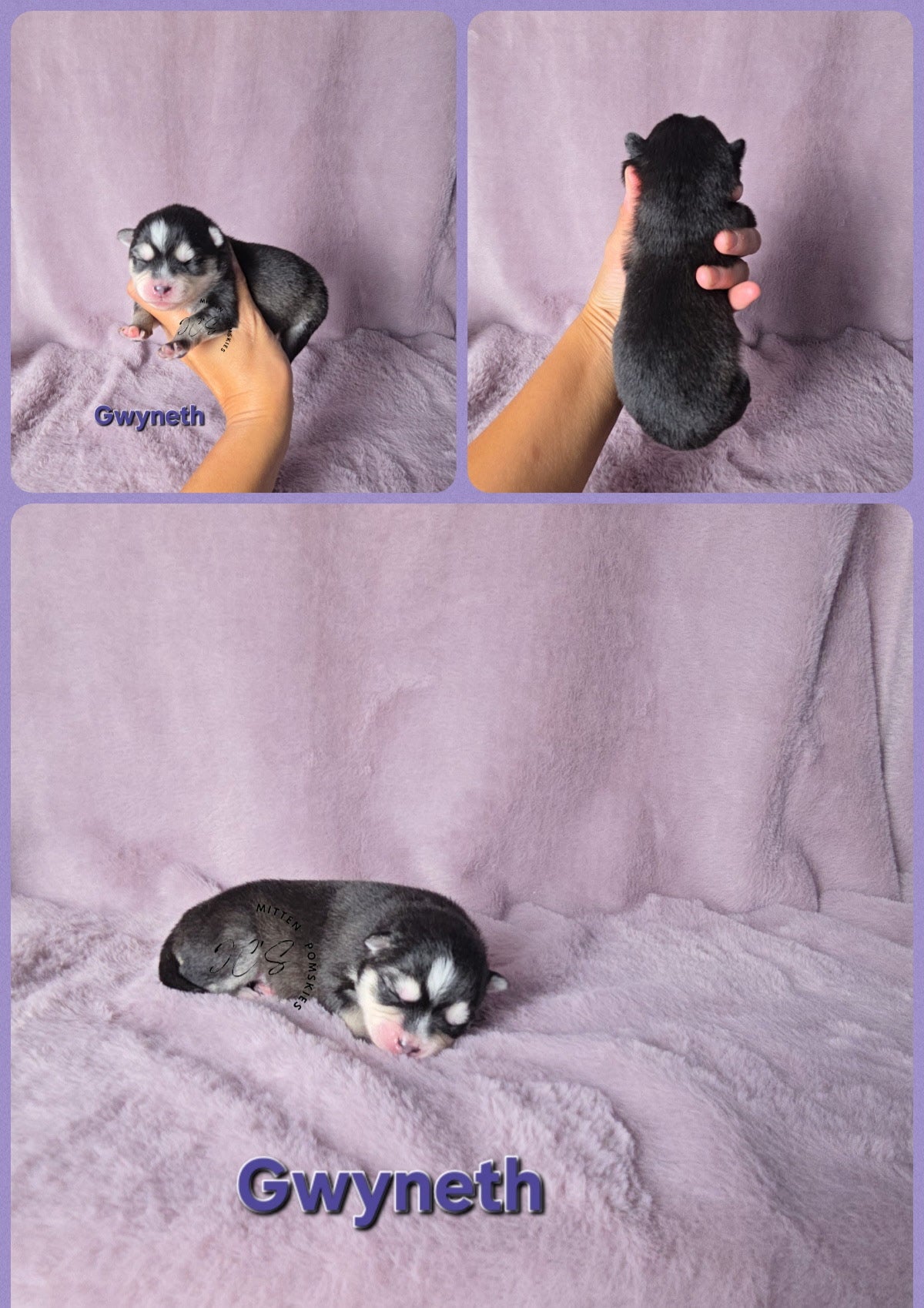 Gwyneth (FEMALE) Micro