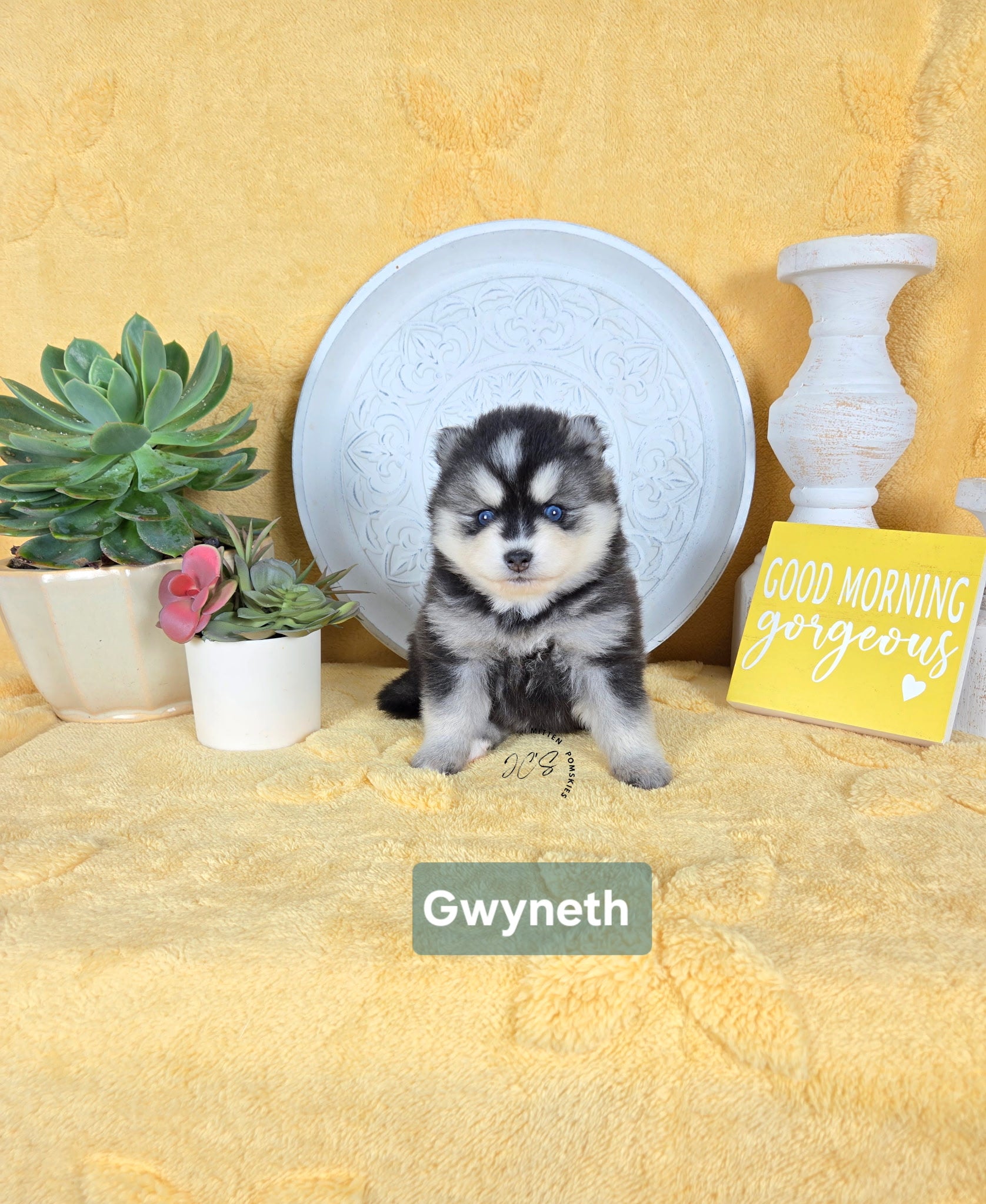 Gwyneth (FEMALE) Micro