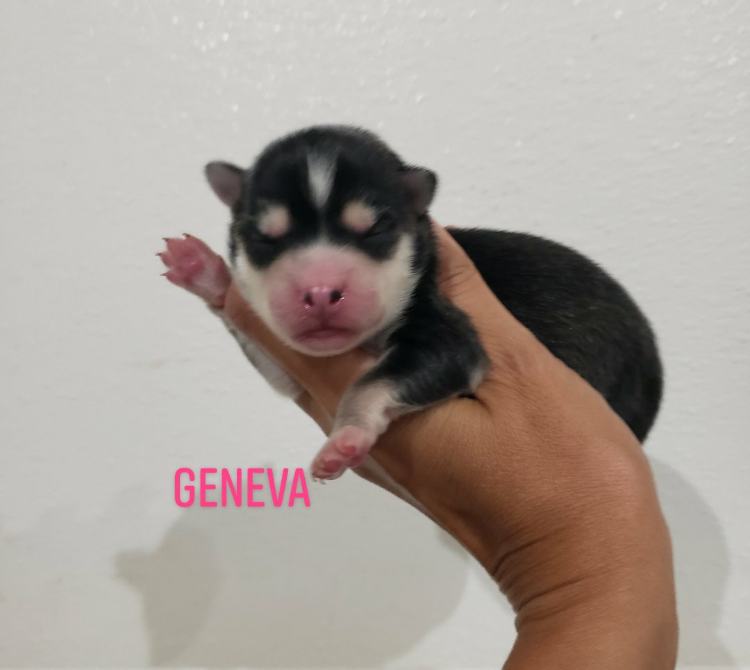 Geneva (FEMALE)