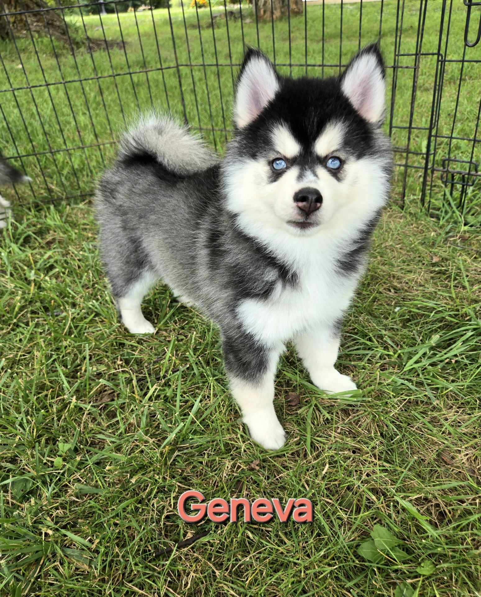 Geneva (FEMALE)