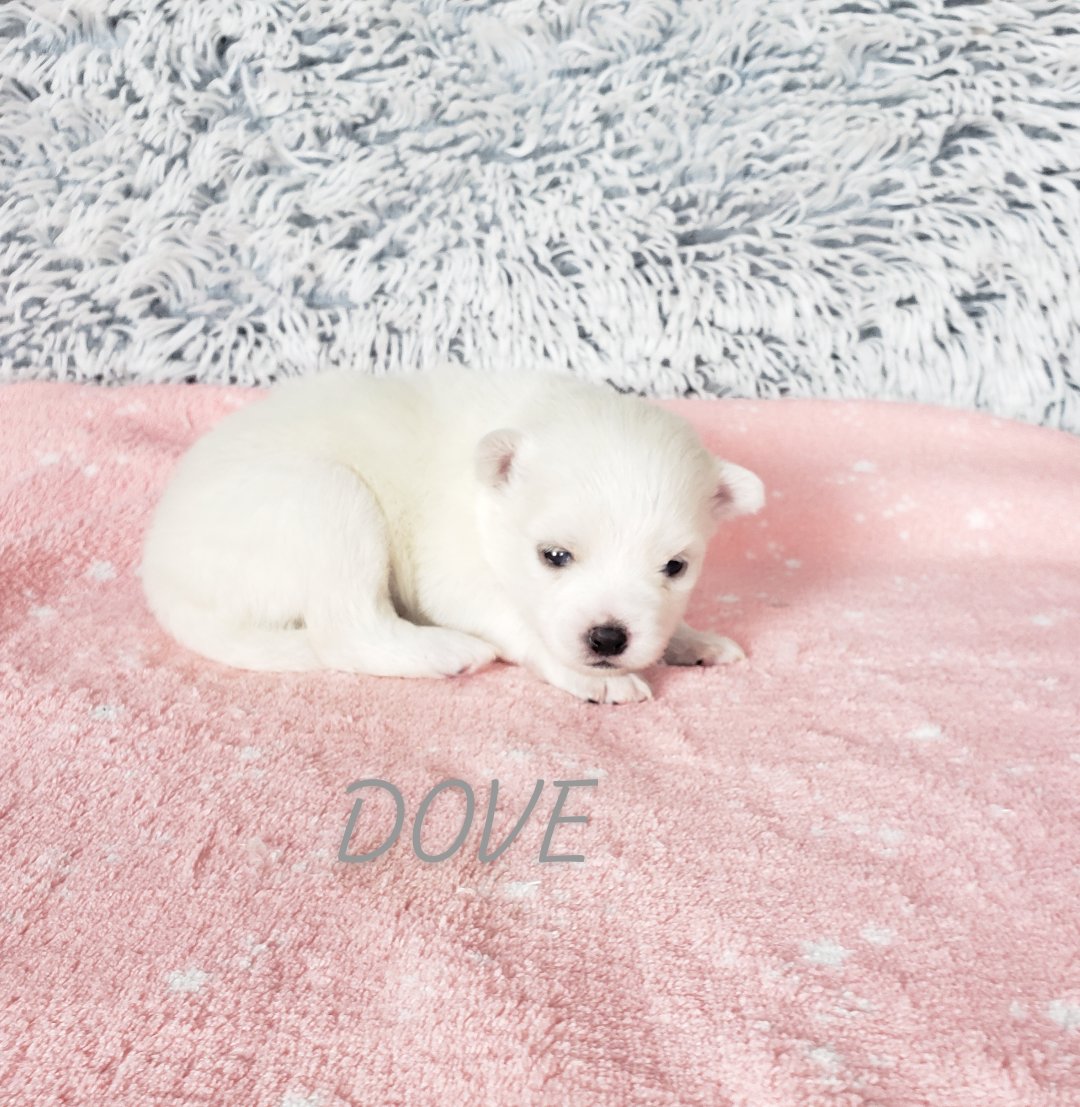 Dove (FEMALE) Micro