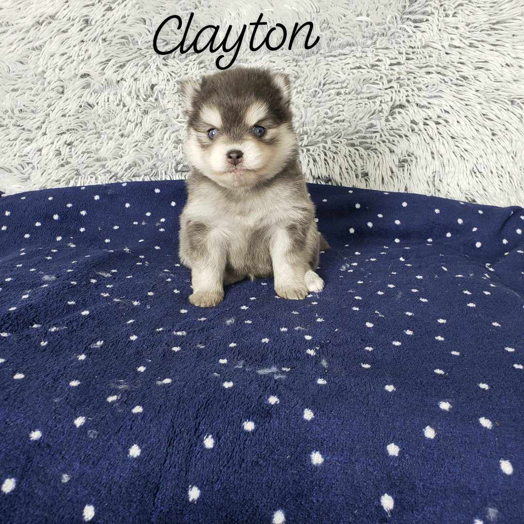 Clayton (MALE) RARE Blue Micro
