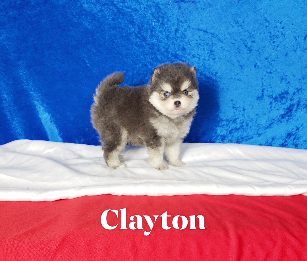 Clayton (MALE) RARE Blue Micro