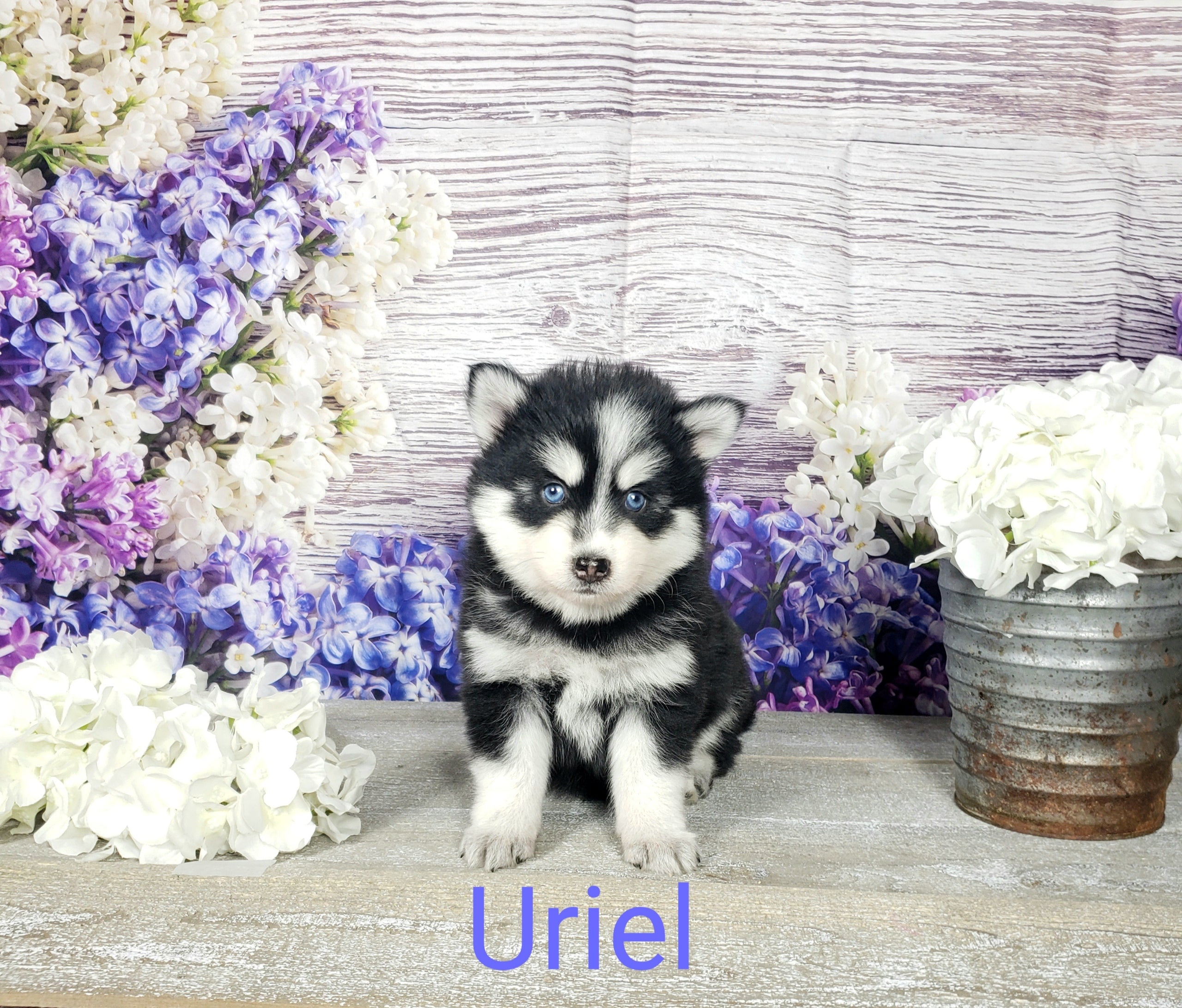 Uriel (MALE)