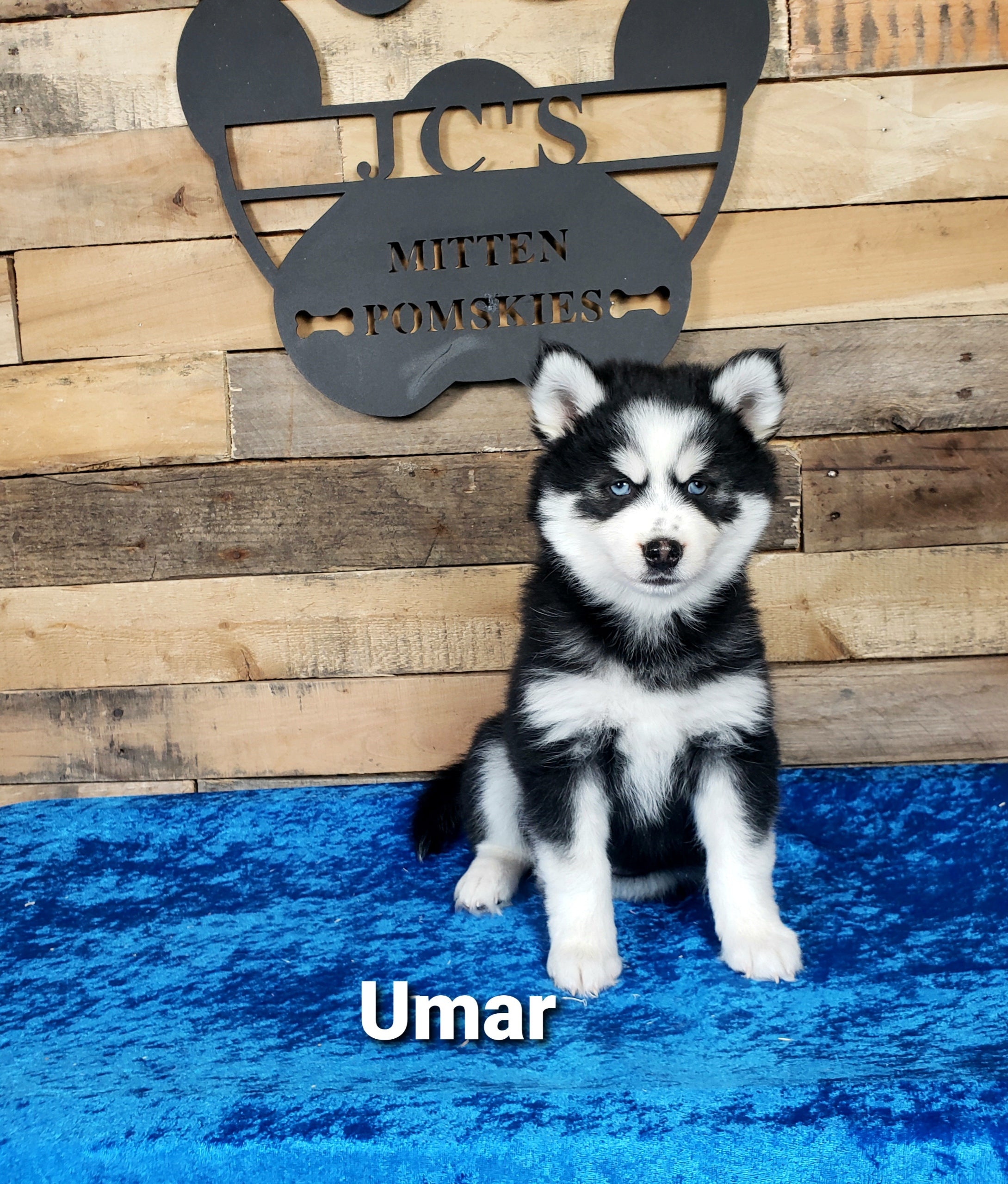 Umar (MALE)