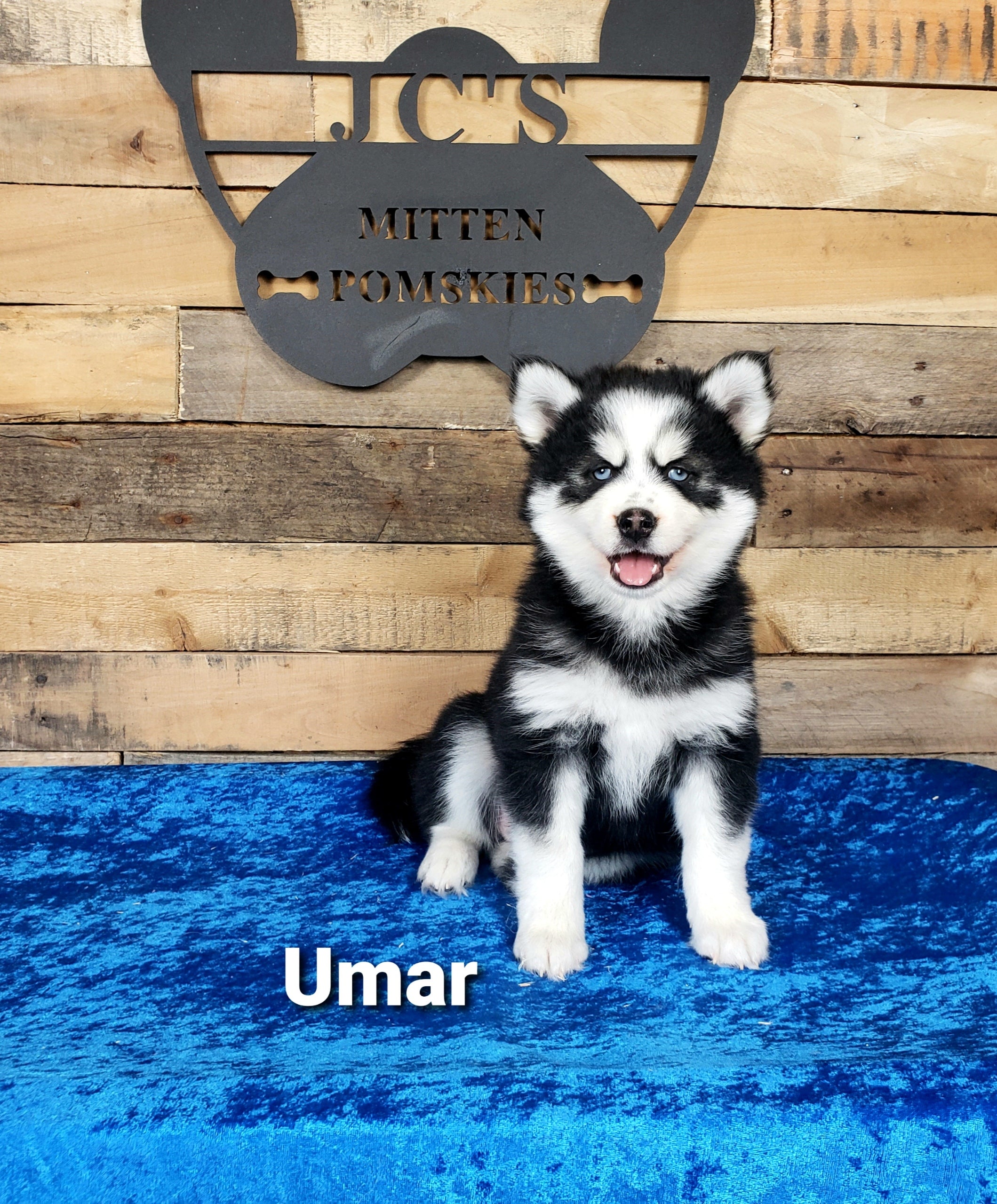 Umar (MALE)