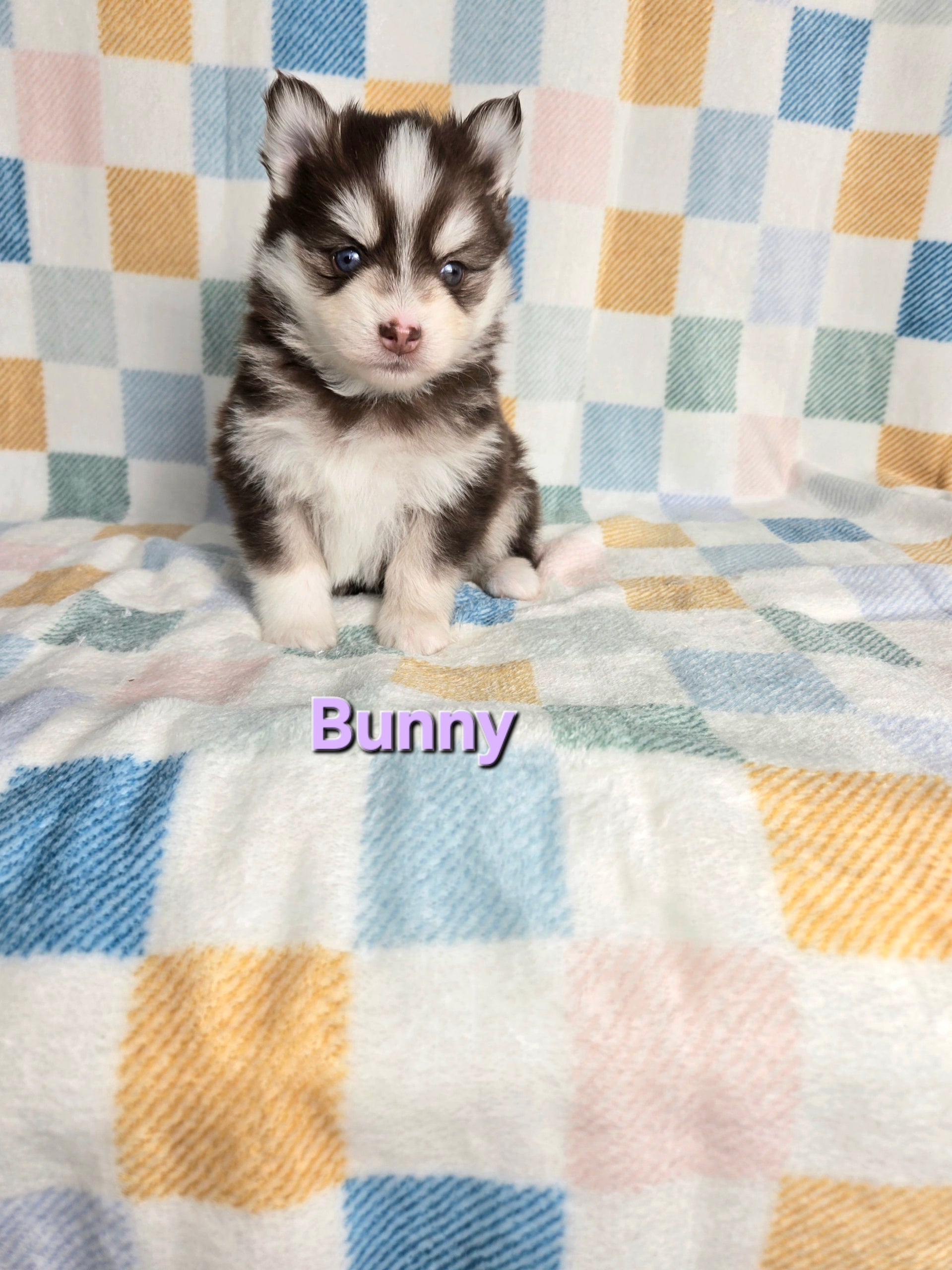 Bunny (FEMALE)