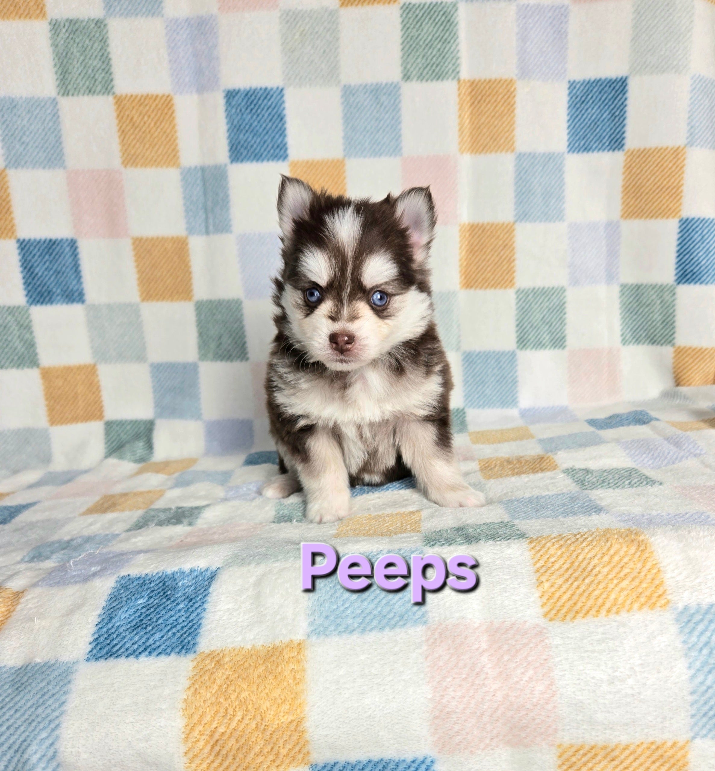Peeps (FEMALE)