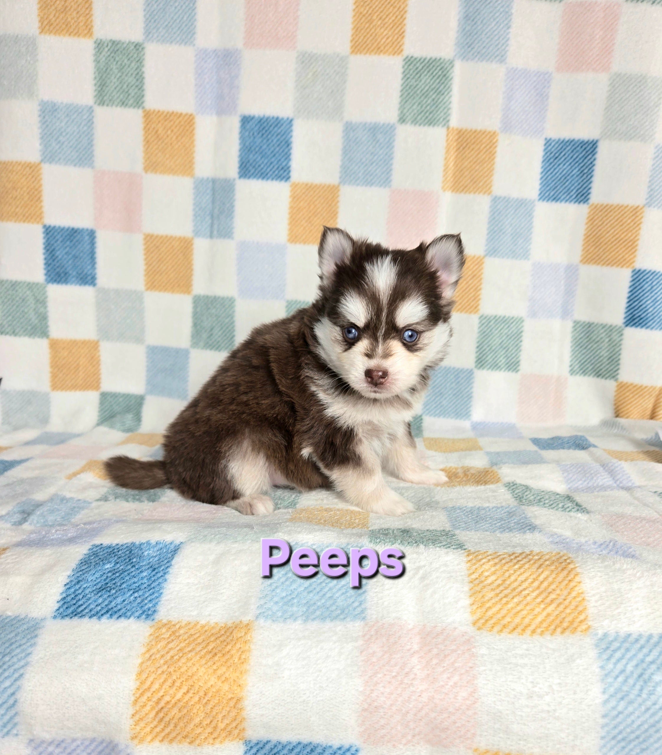 Peeps (FEMALE)