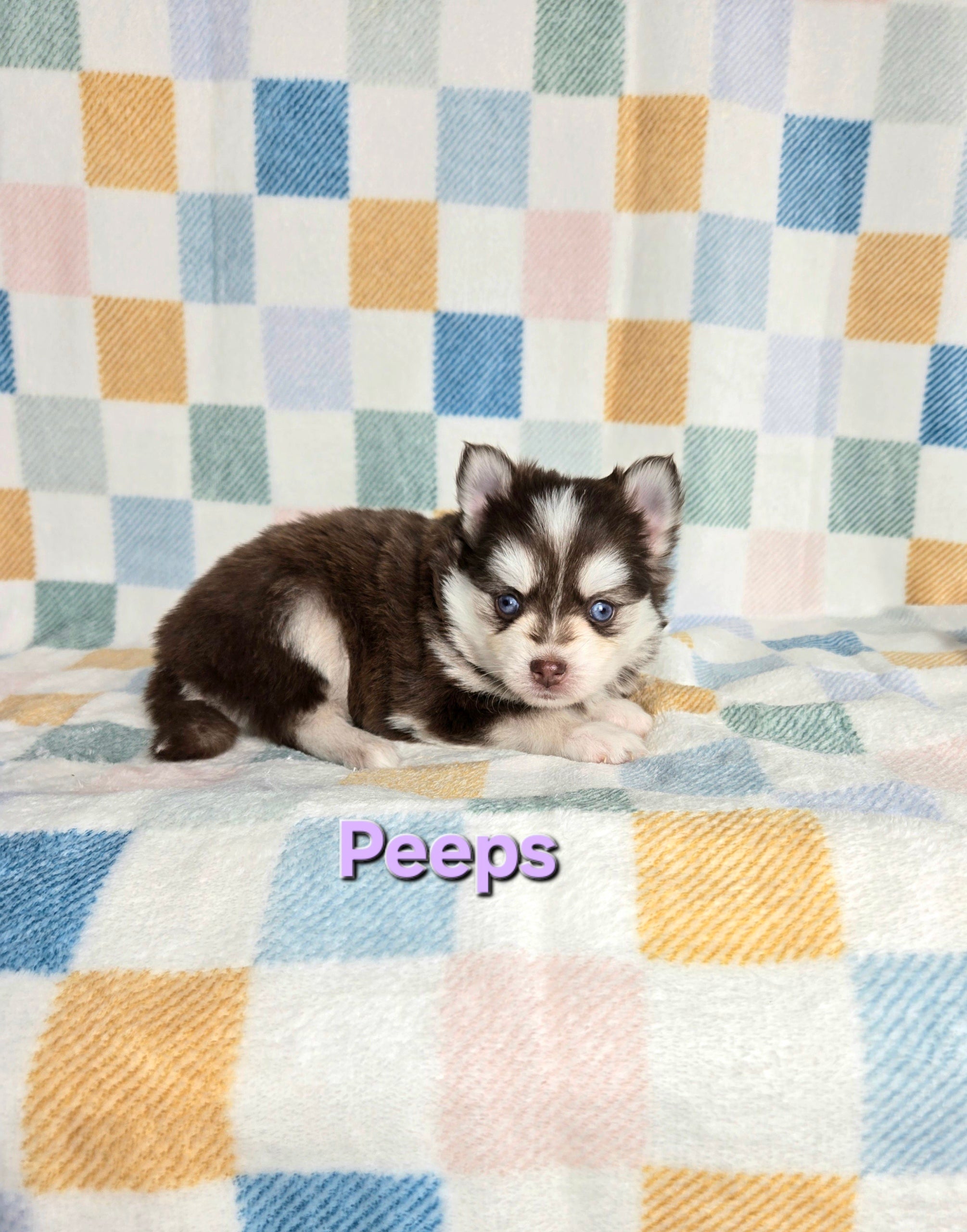 Peeps (FEMALE)